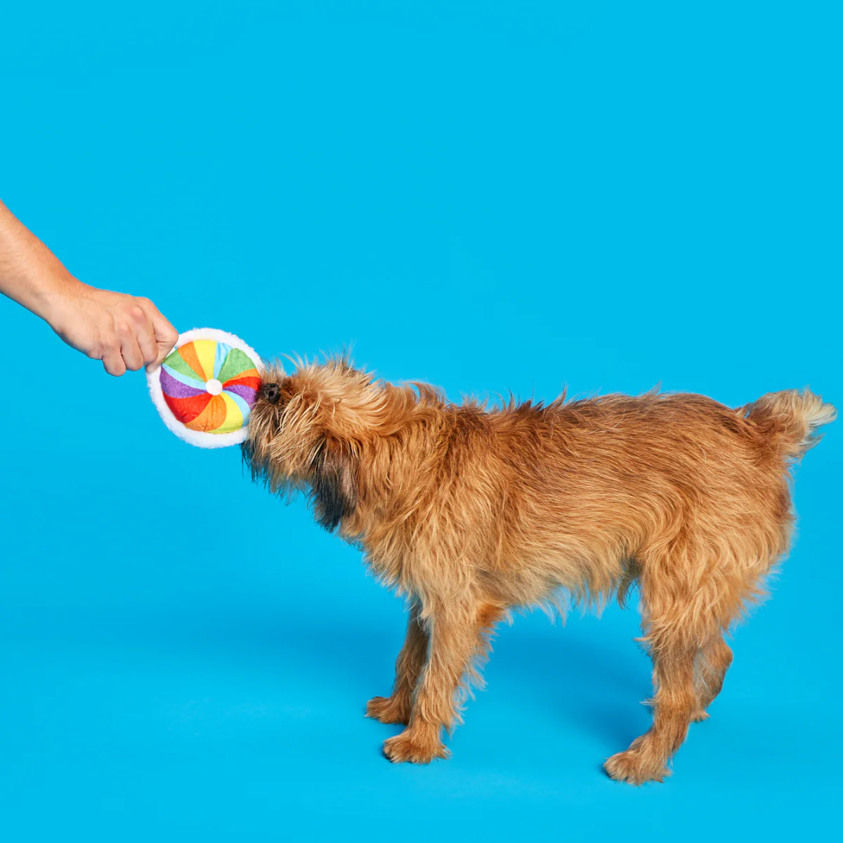 Rainbow-wow Bagel Plush Tug Dog Toy