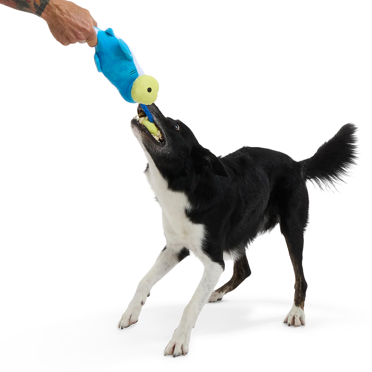 Hammerin' Hank the Shark Plush Tug Dog Toy
