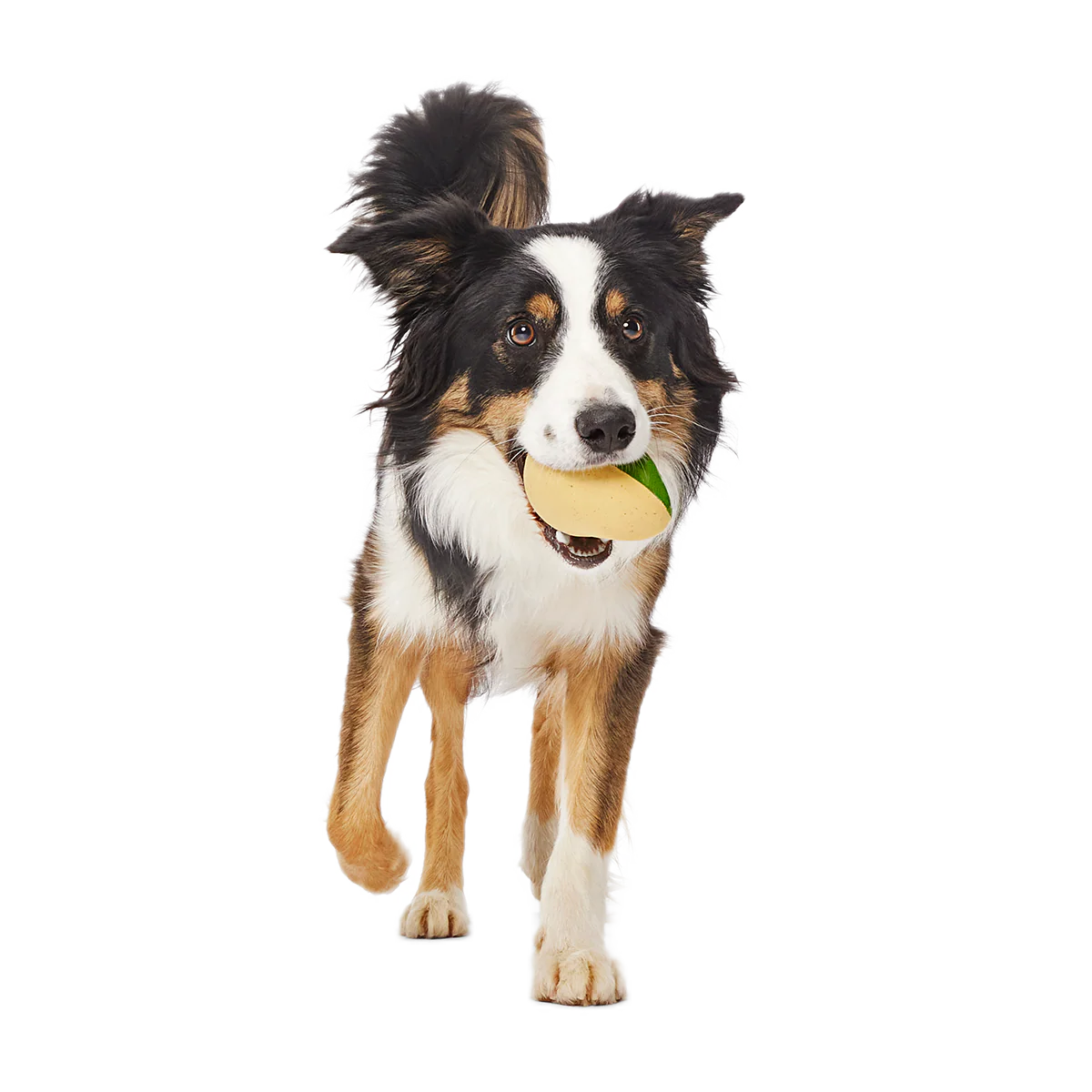 Jabba the Hut ™ Slobber Lobber Super Chewer Durable Fetch Dog Toy