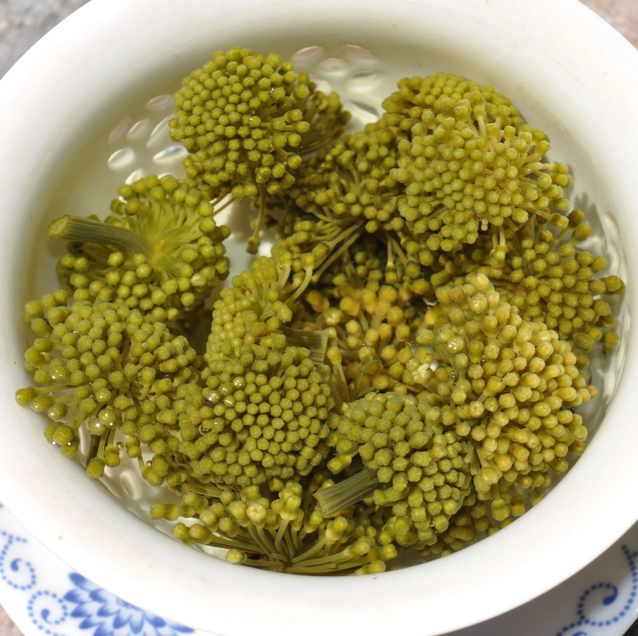 Panax Noto Ginseng Flower * San Qi Hua