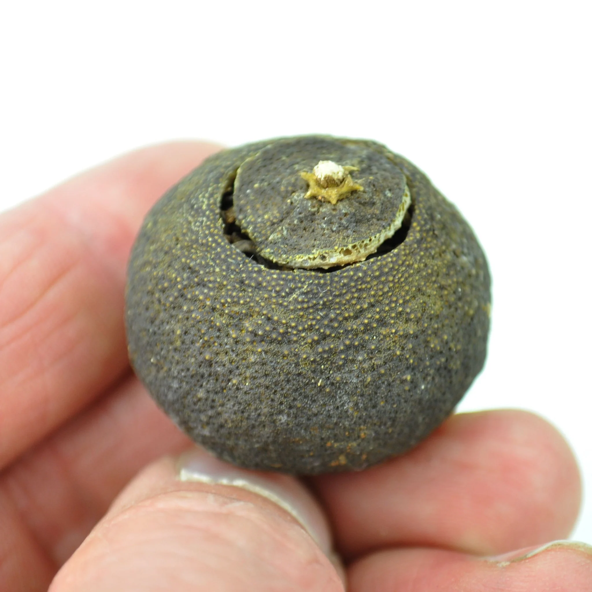 Gong Ting Ripe Pu-erh Tea Cured in King Orange