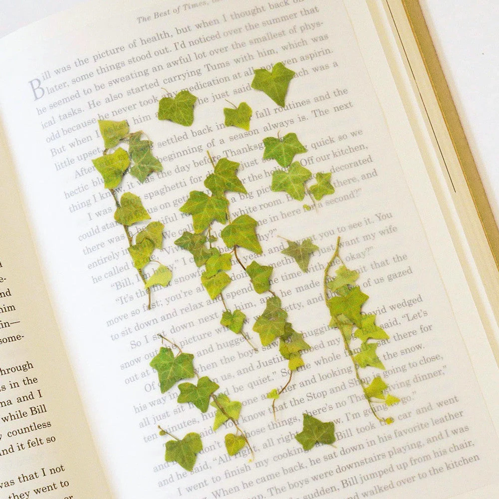 Appree Pressed Flower Sticker - Ivy