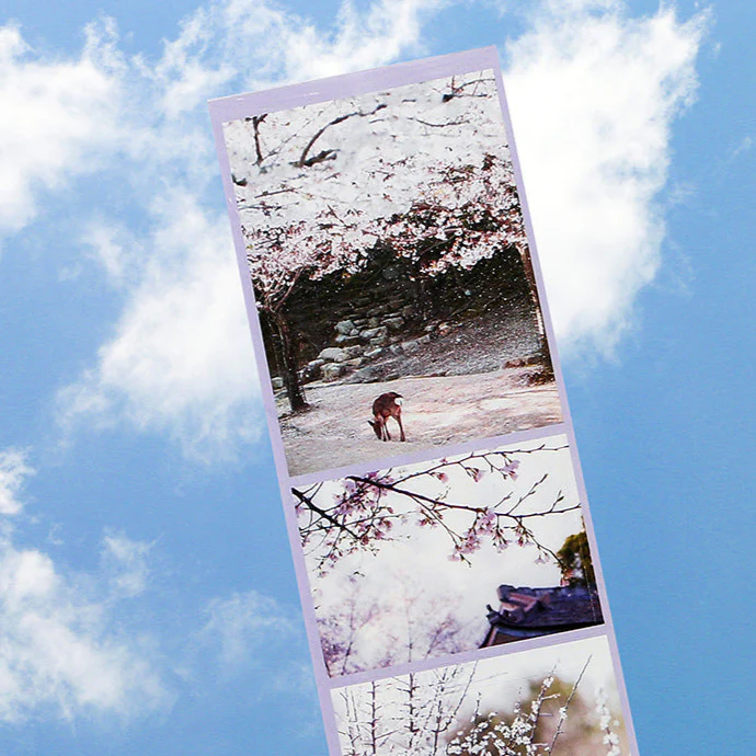 Spring Cherry Blossom Hanami Stickers