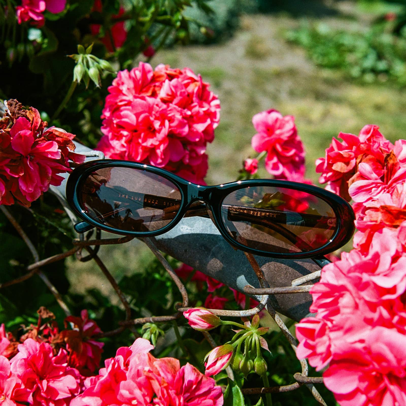 The Luv Buzz - Black Bio