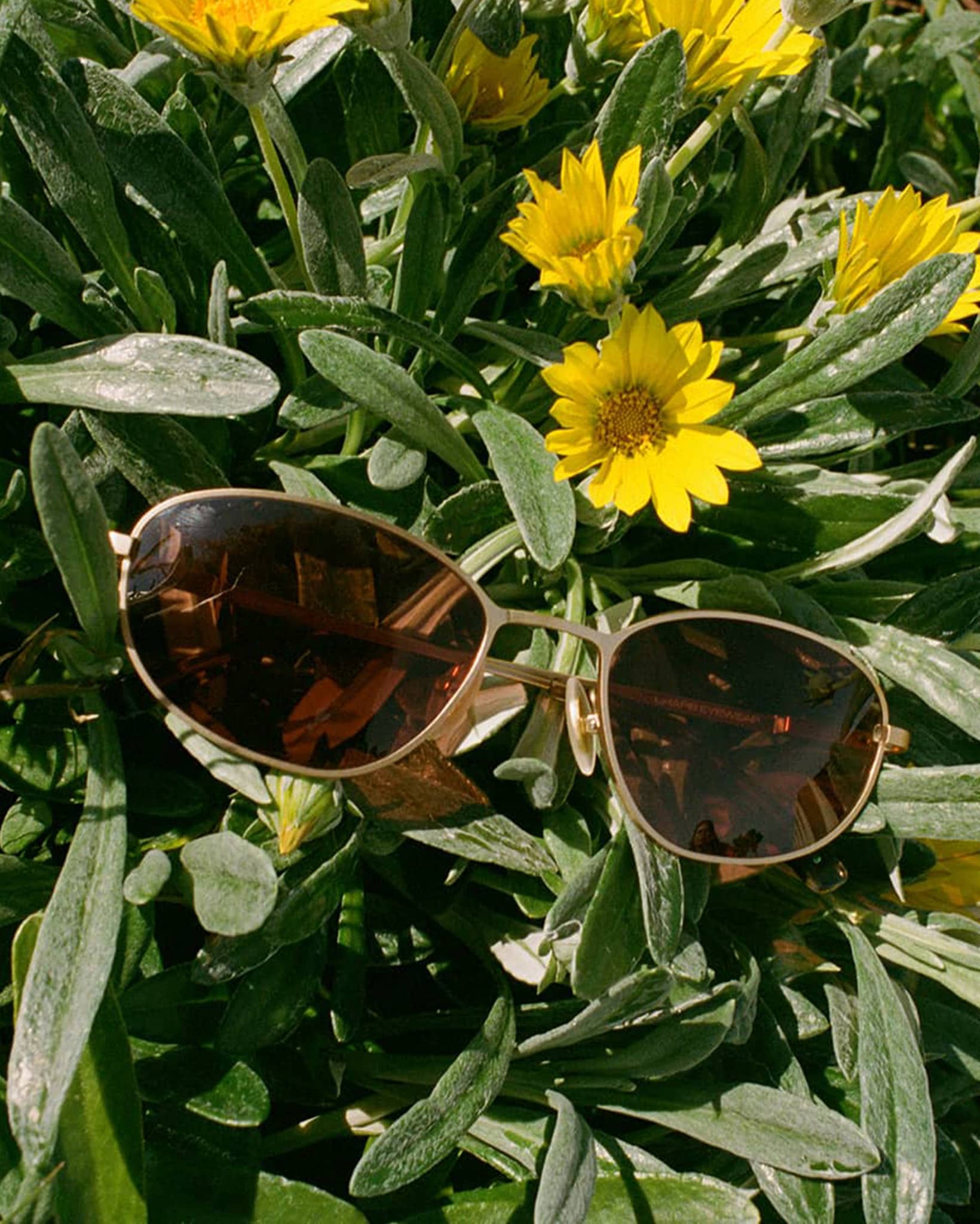 The Perma Joy - Rosewood