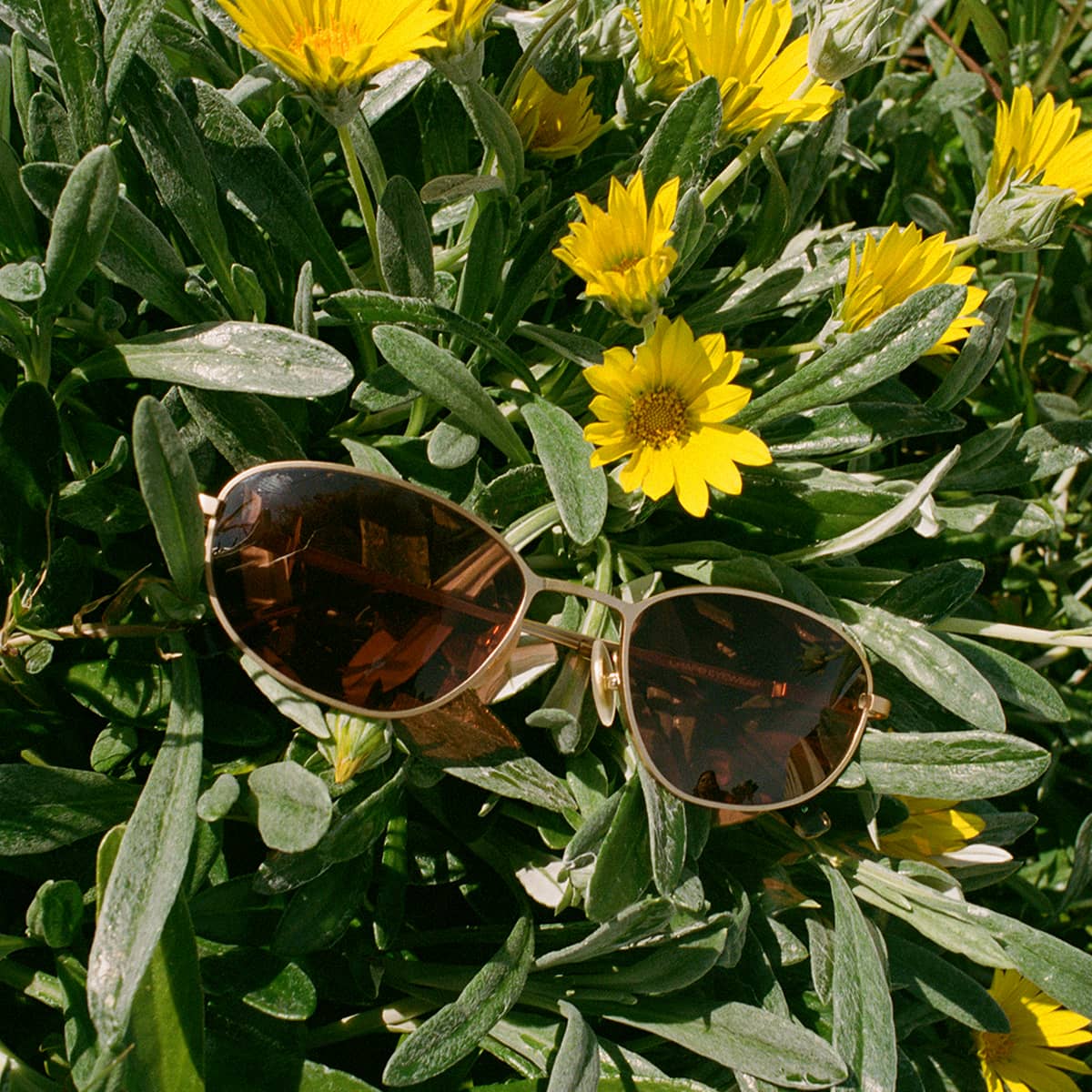 The Perma Joy - Rosewood