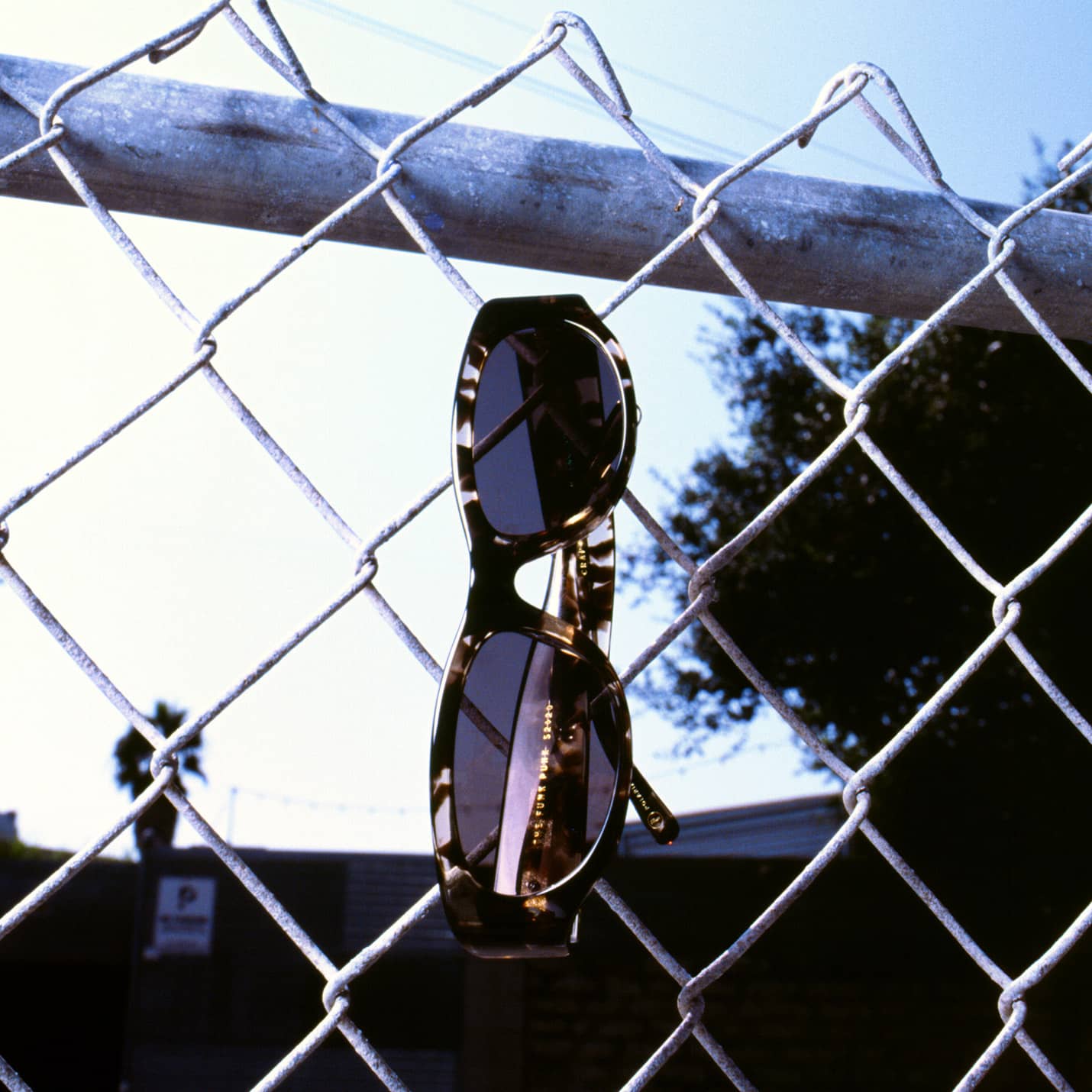 The Funk Punk - Desert Tortoise Bio Polarized