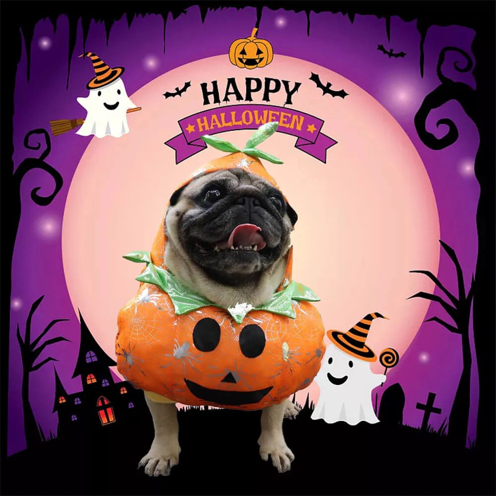 Pumpkin Dog Costume – Fun and Festive for Halloween