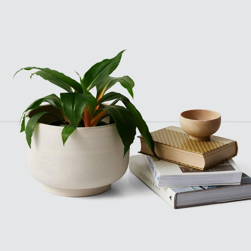 Paseo Tabletop Planter