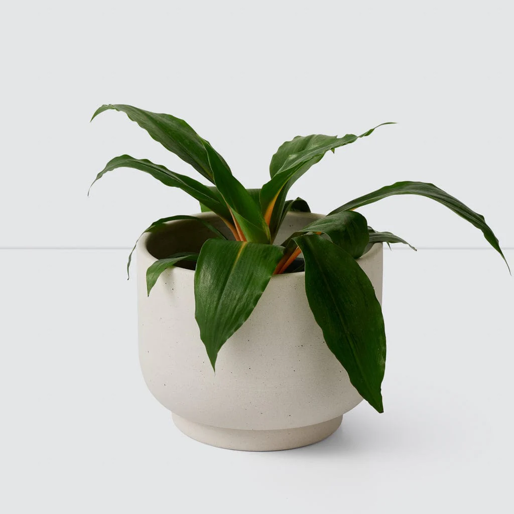 Paseo Tabletop Planter
