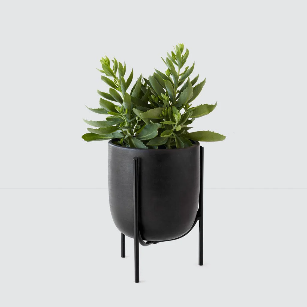 Cantaro Pots - Multiple Sizes