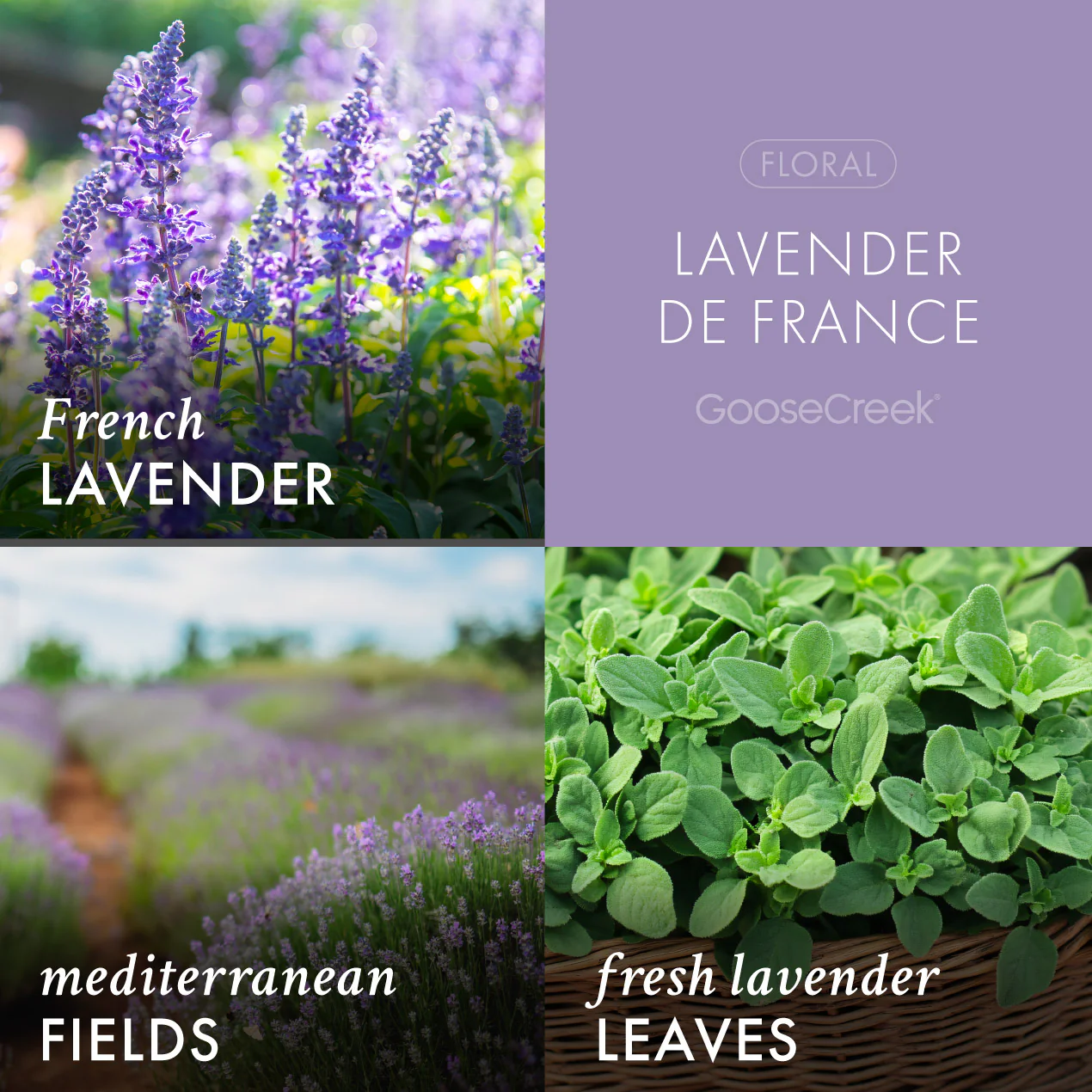 Lavender de France 3-Wick Candle