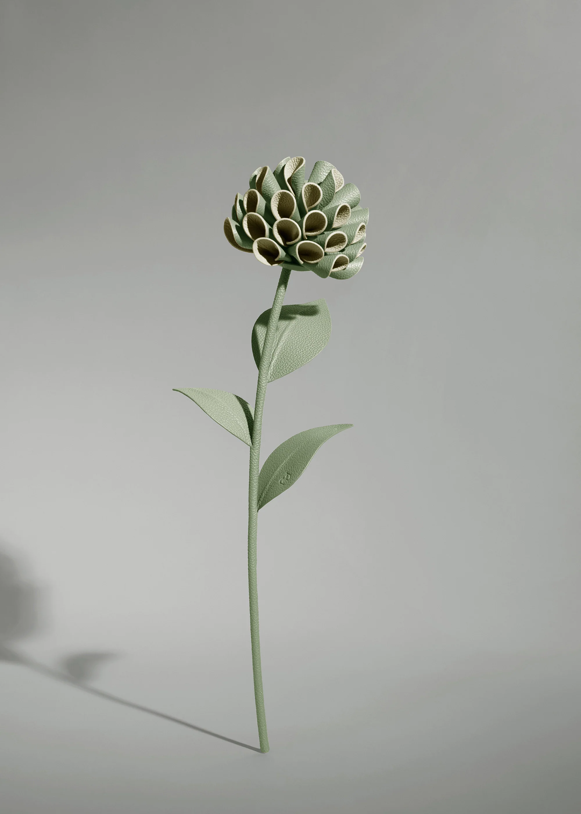 Dalium Flower - Duo Fresh Almond