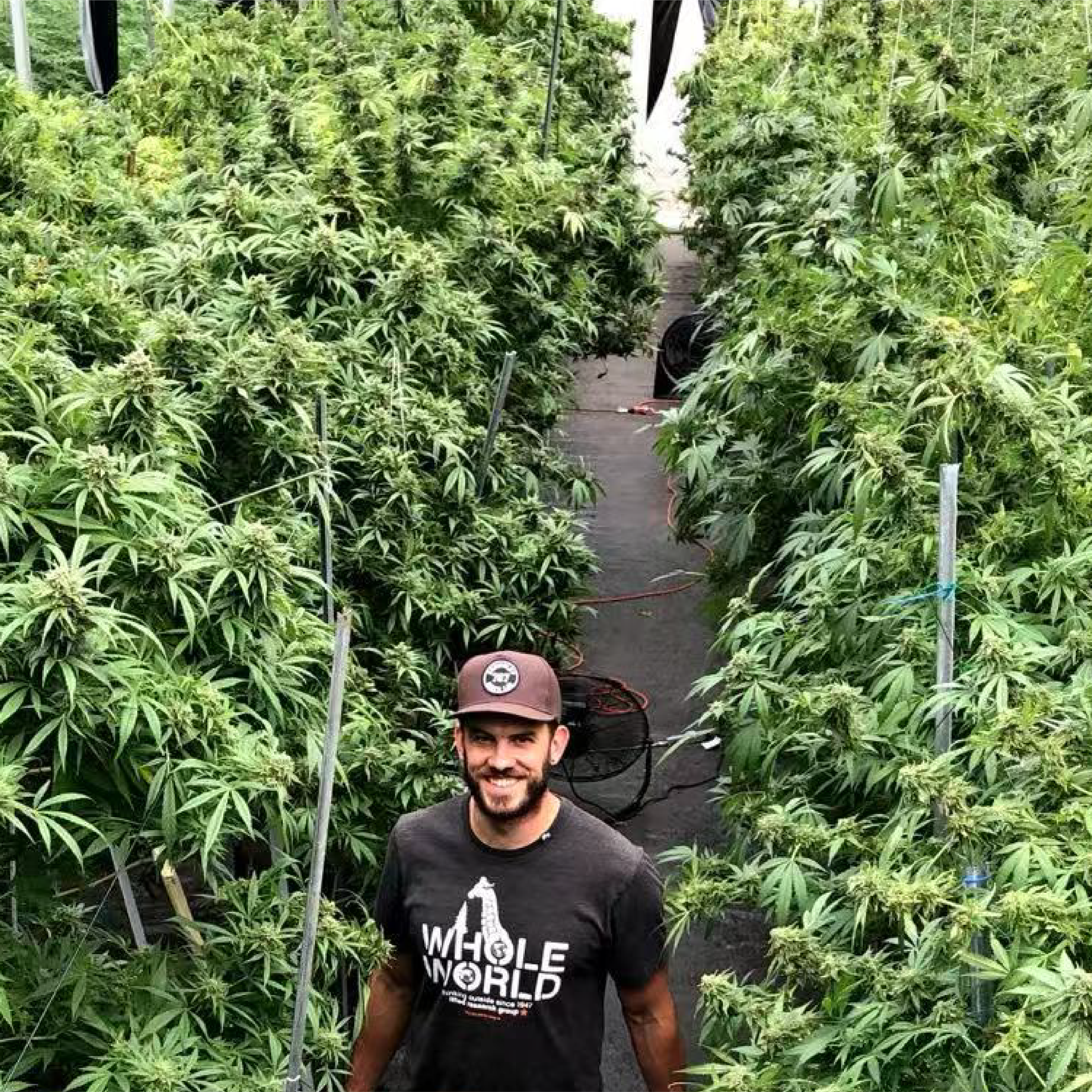 DIAMOND PUFF: A Transparent Quality Journey from Our Own Licensed Farms