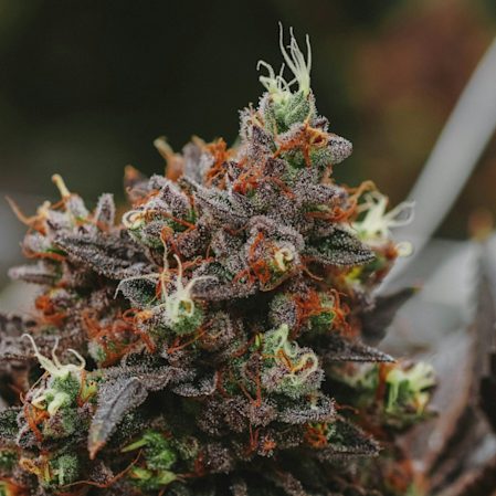 DIAMOND PUFF: A Commitment to Legality and Quality