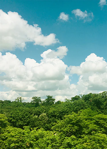 Tree Top-Up (25 Trees)