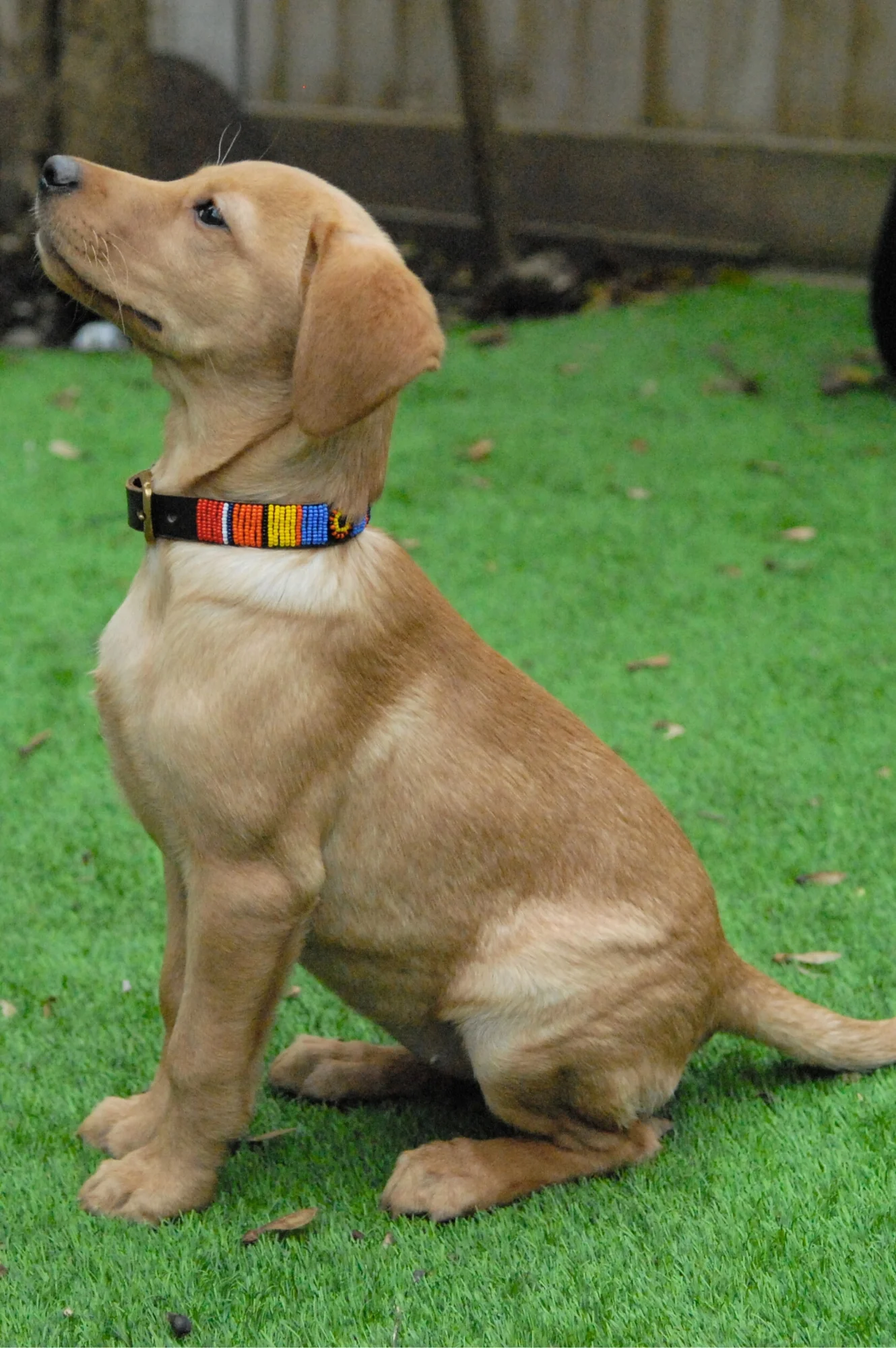 Dog Collar | Maasai Multi