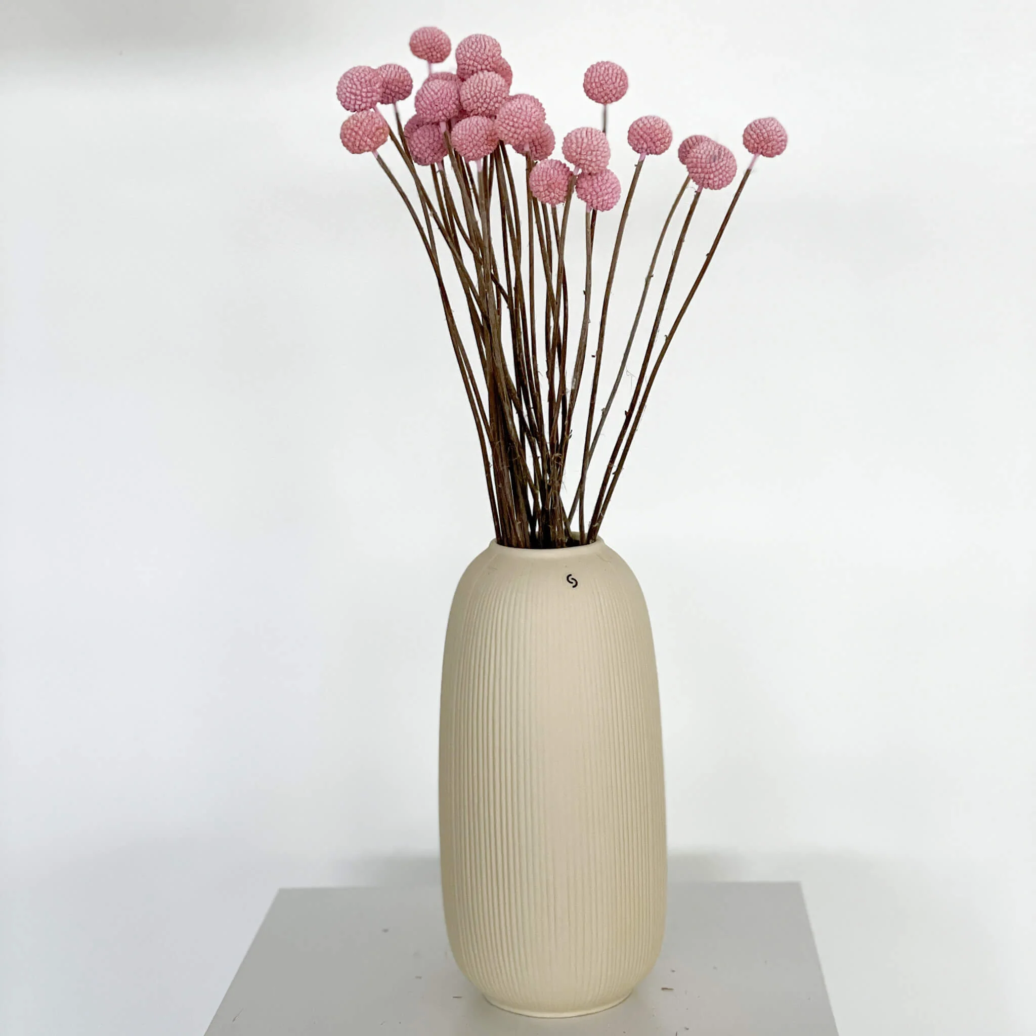 Craspedia I Trommelstöckchen