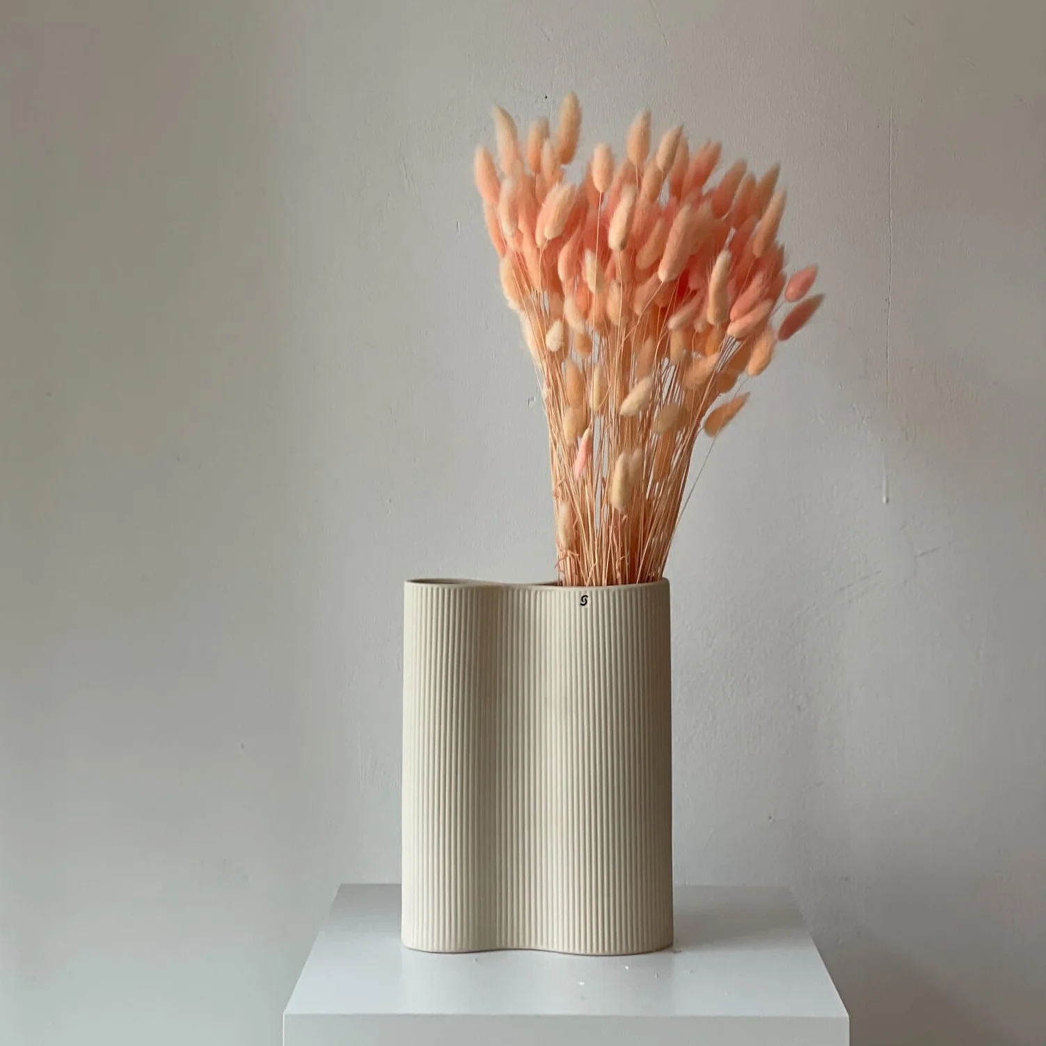 Lagurus | Samtgras | Hasenschwanz 60cm