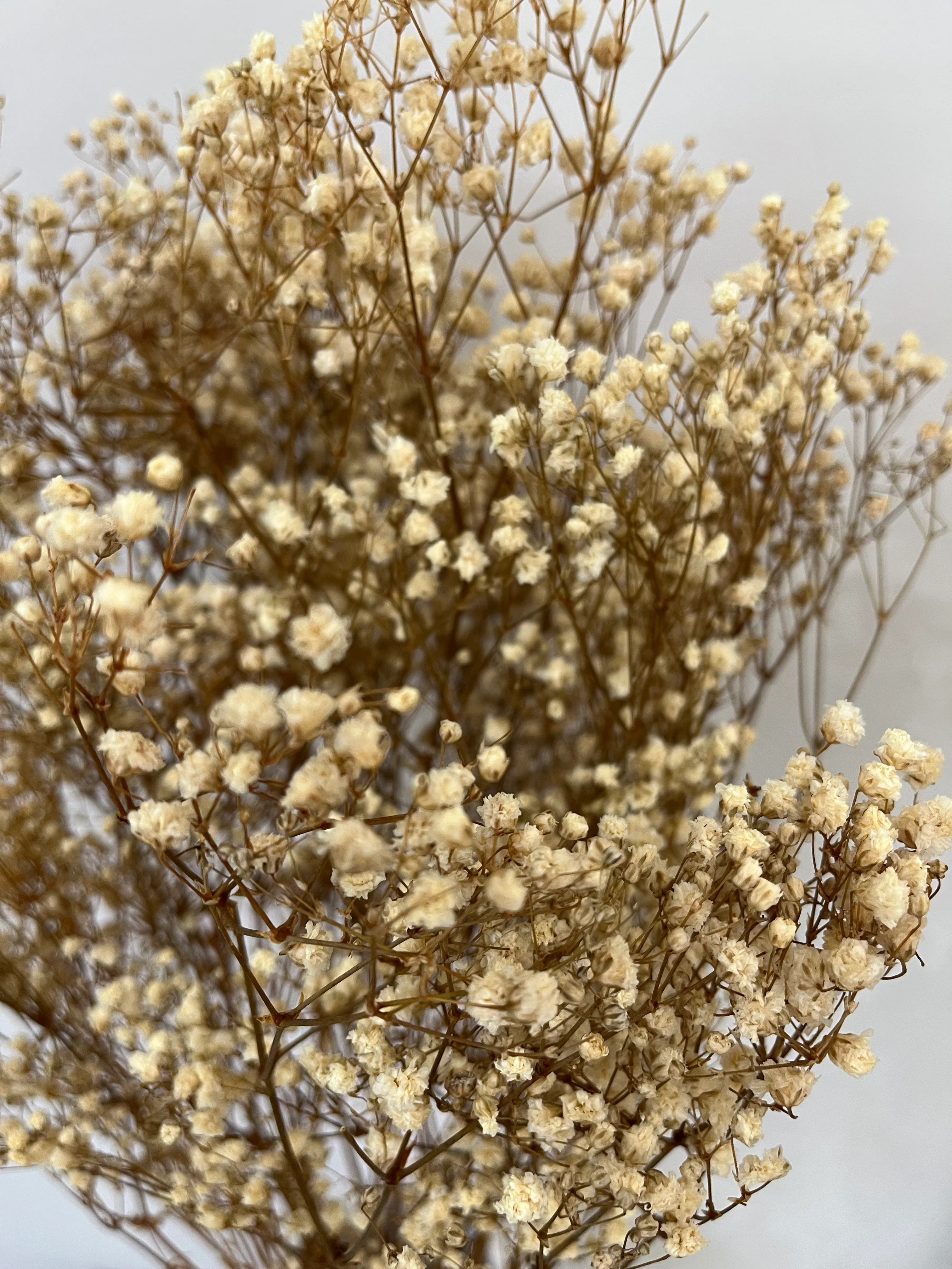 Gypsophilia | Schleierkraut: Ewige Schönheit für Deine Trockenblumensträuße und -kränze