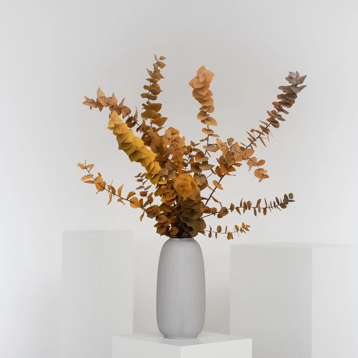 Eukalyptus Stuartiana