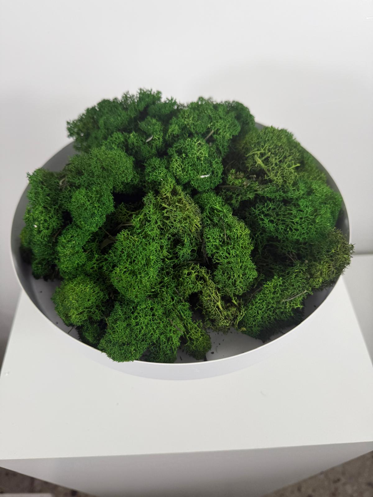 Reindeer Moss I Island Moos I Deko Moos