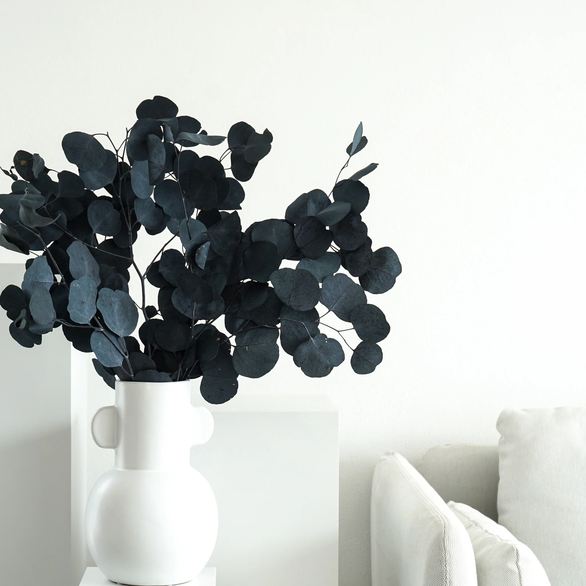 Eukalyptus Popolus - der Runde