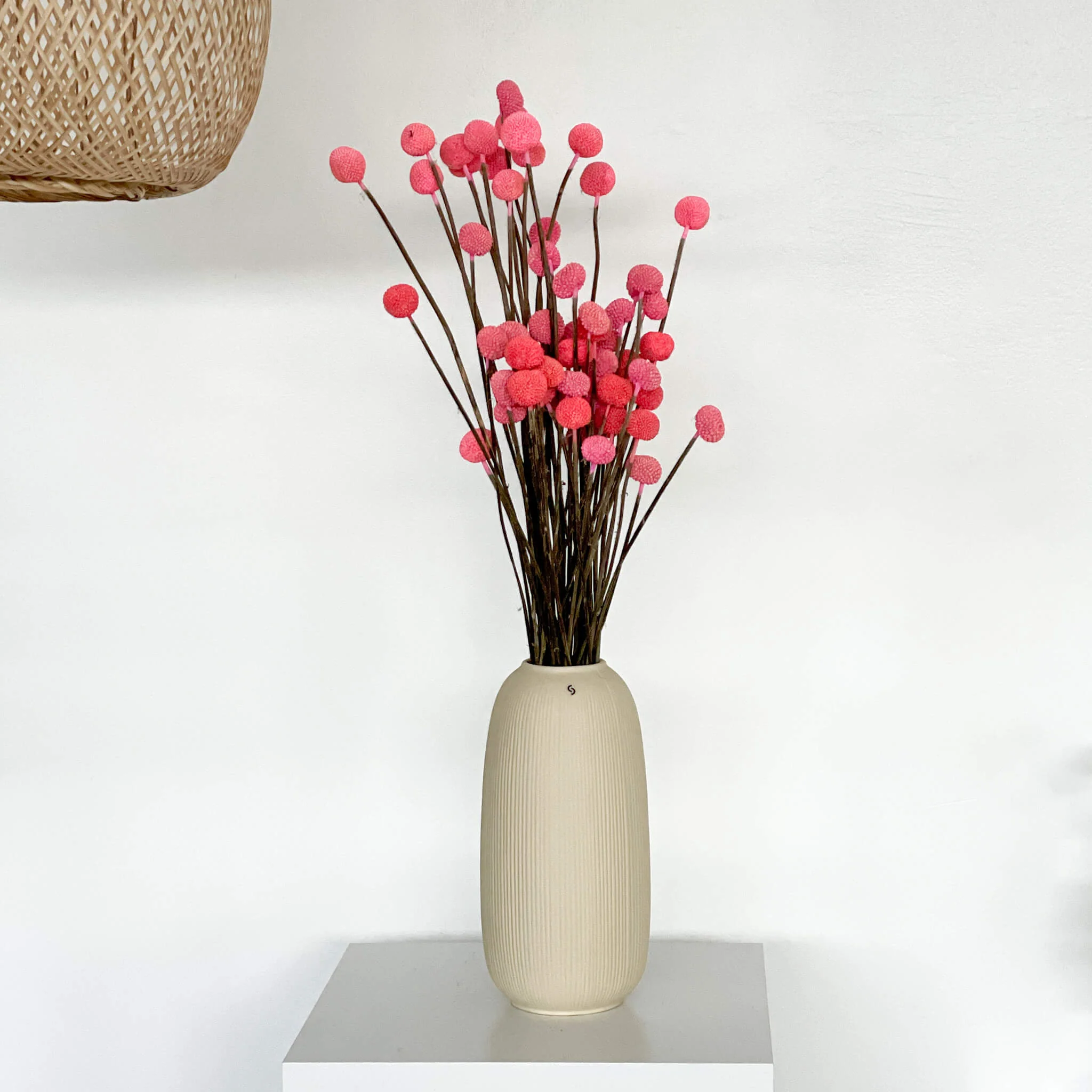 Craspedia I Trommelstöckchen