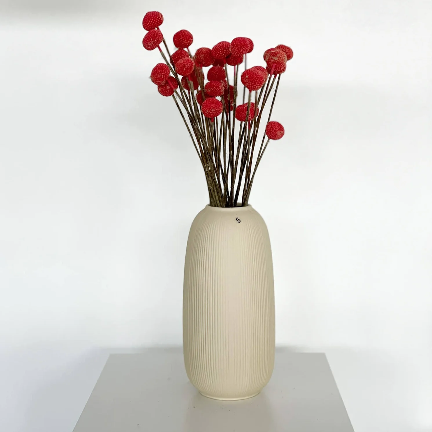 Craspedia I Trommelstöckchen