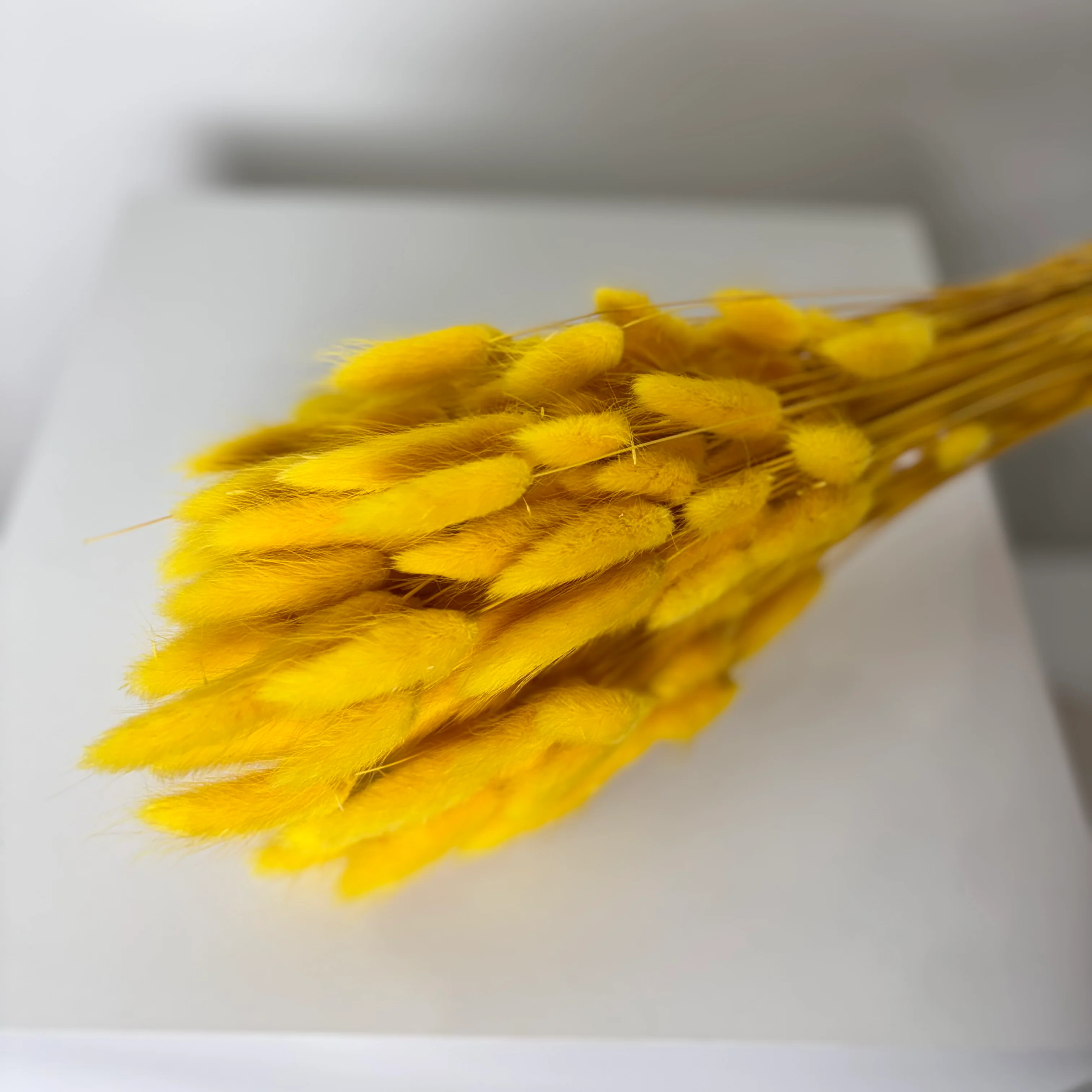 Lagurus | Samtgras | Hasenschwanz 60cm