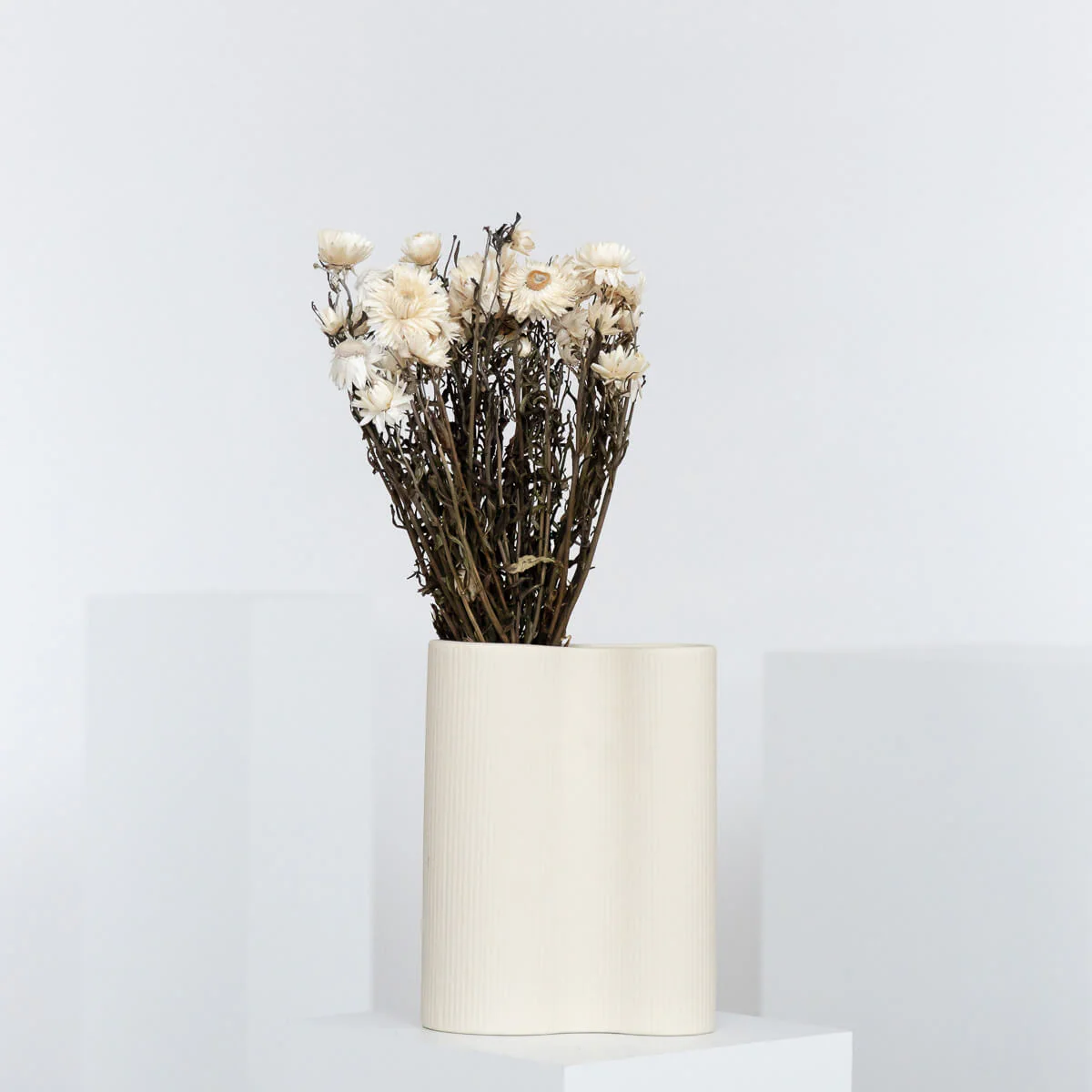 Helichrysum | Strohblume