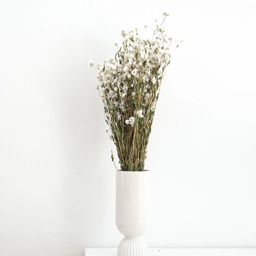 Rodanthe | großer Bund