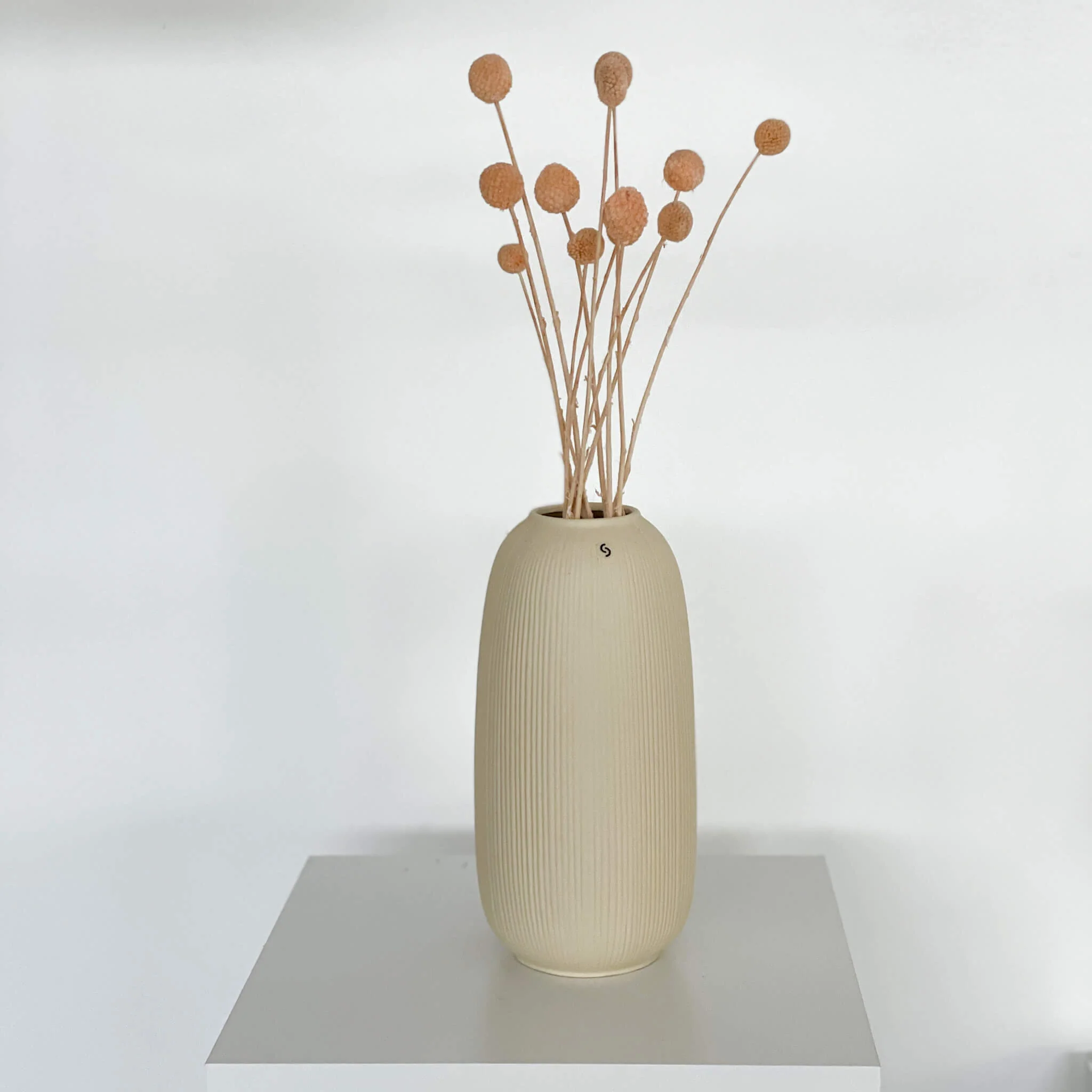 Craspedia I Trommelstöckchen