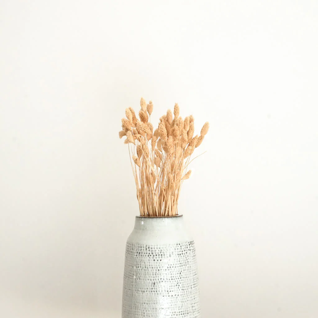 Phalaris I Kanariengras: Vielseitiger Allrounder für Deine Trockenblumen-Dekoration