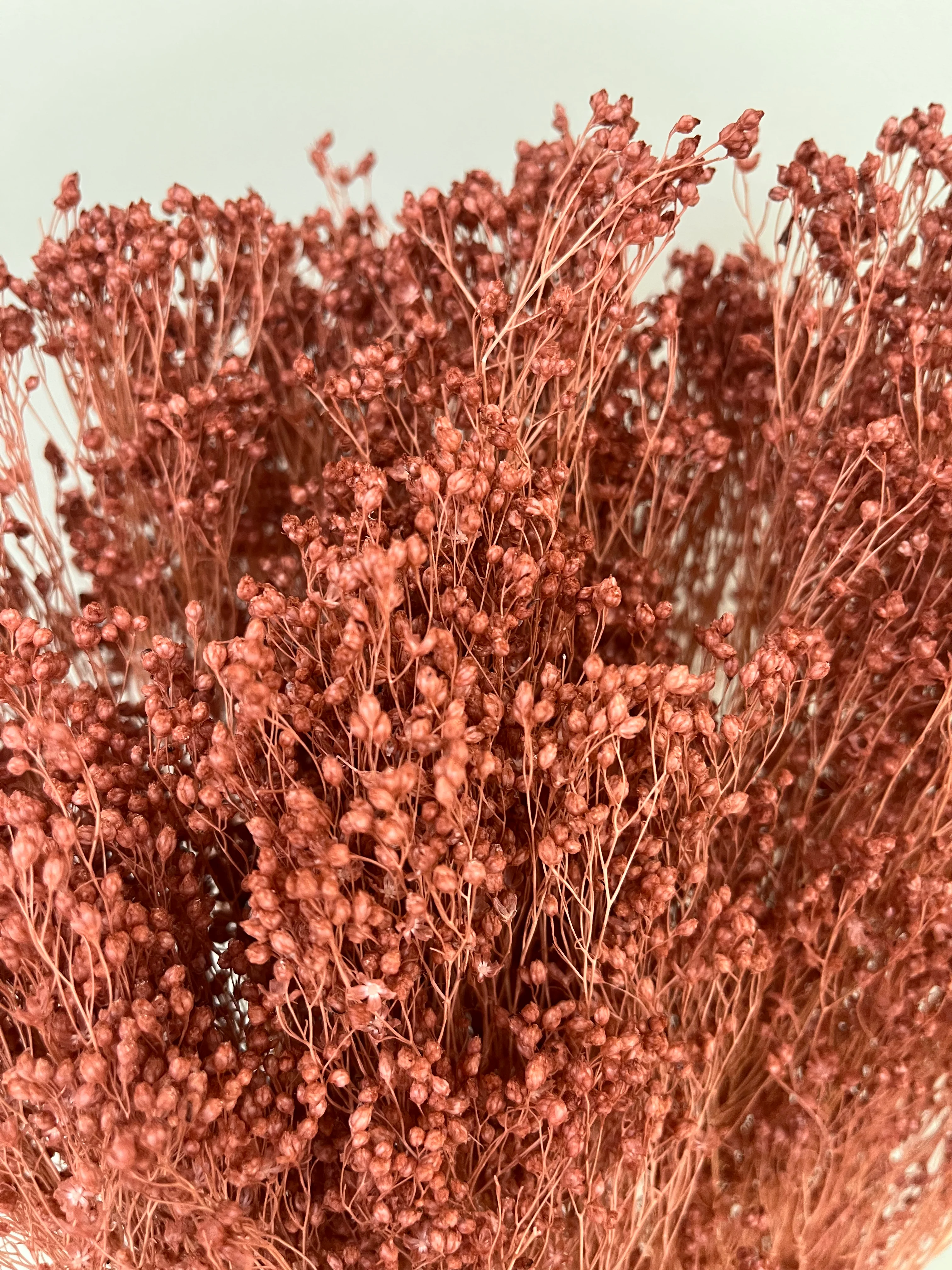 Broom Bloom - ein Bund