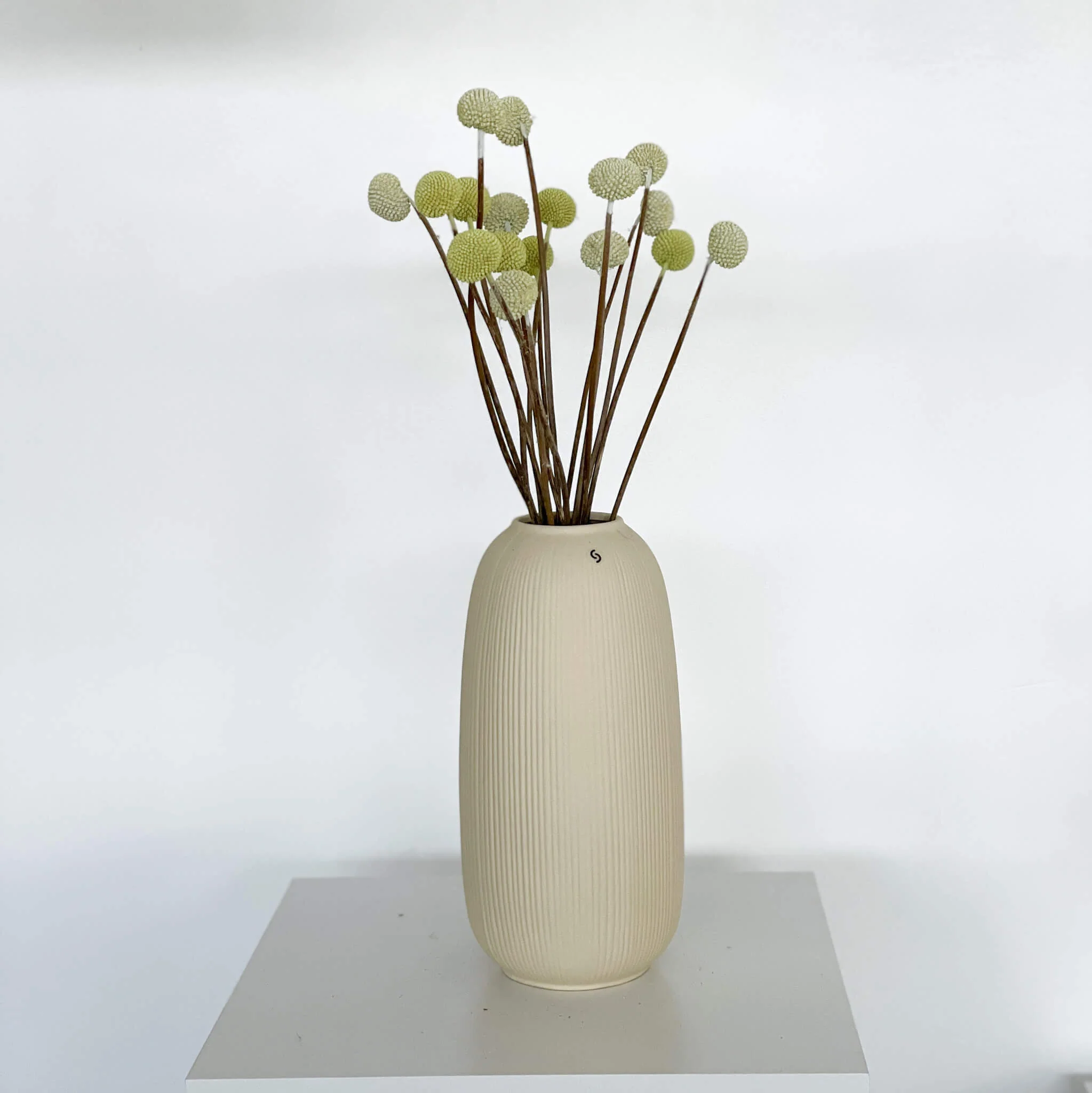 Craspedia I Trommelstöckchen