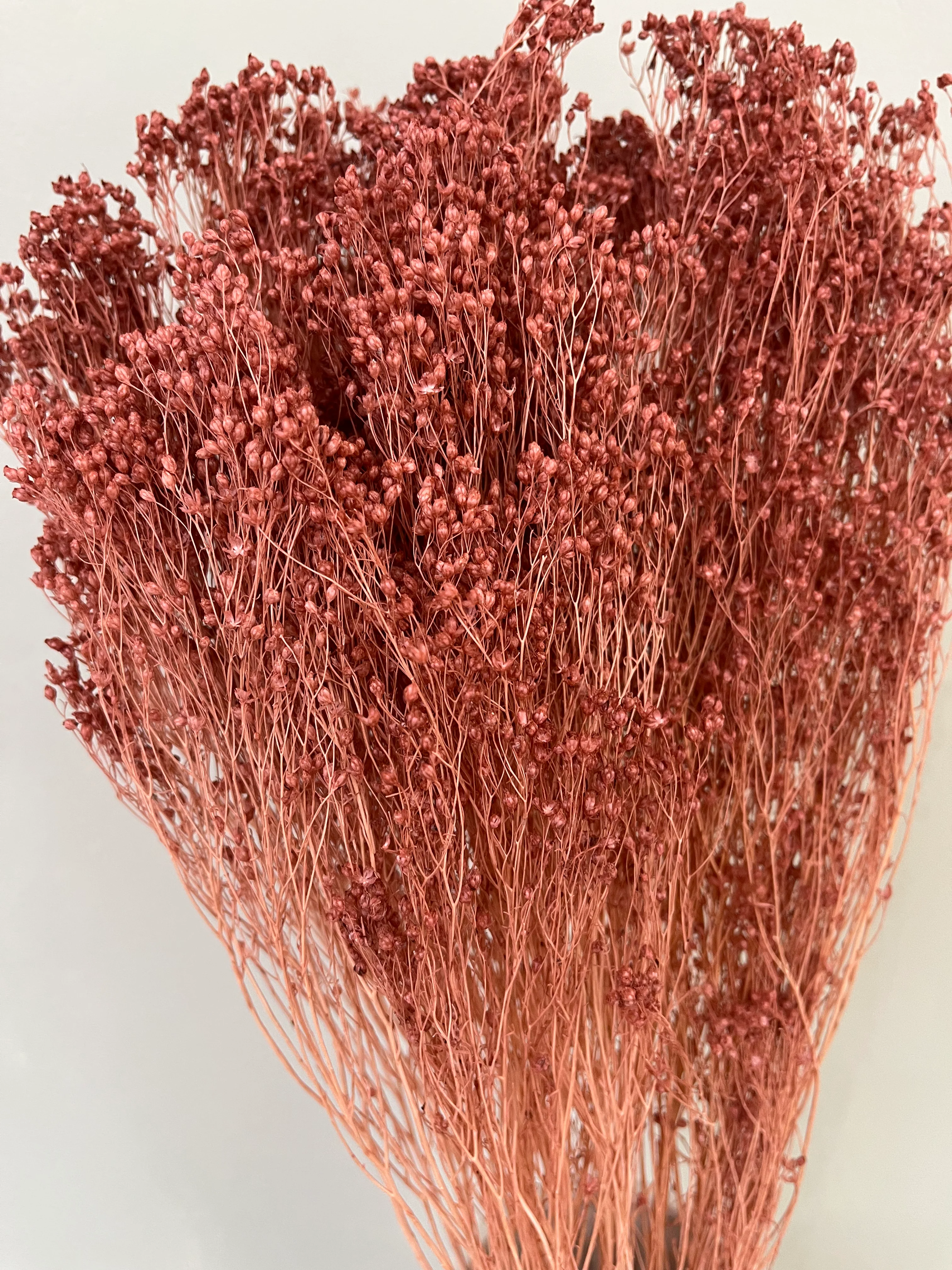 Broom Bloom - ein Bund