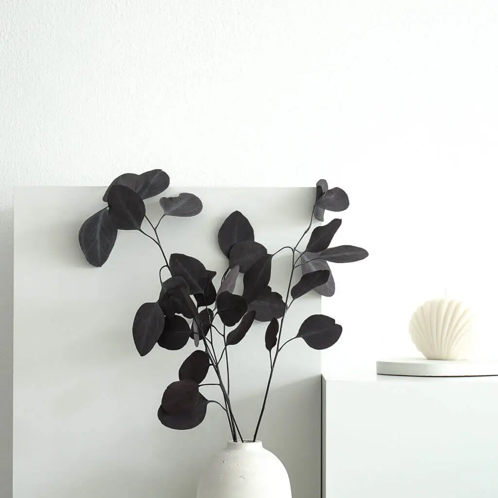 Eukalyptus Popolus - der Runde