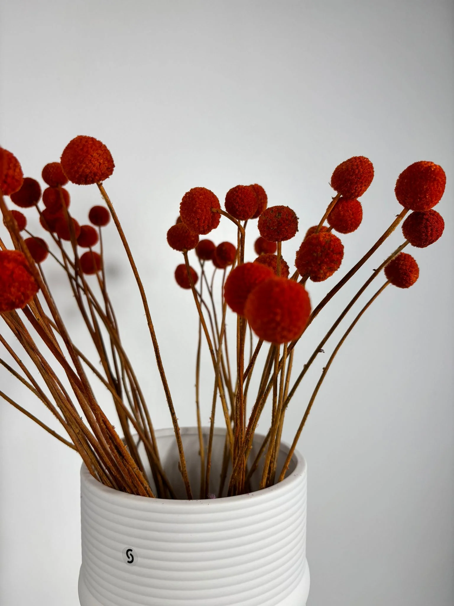 Craspedia I Trommelstöckchen