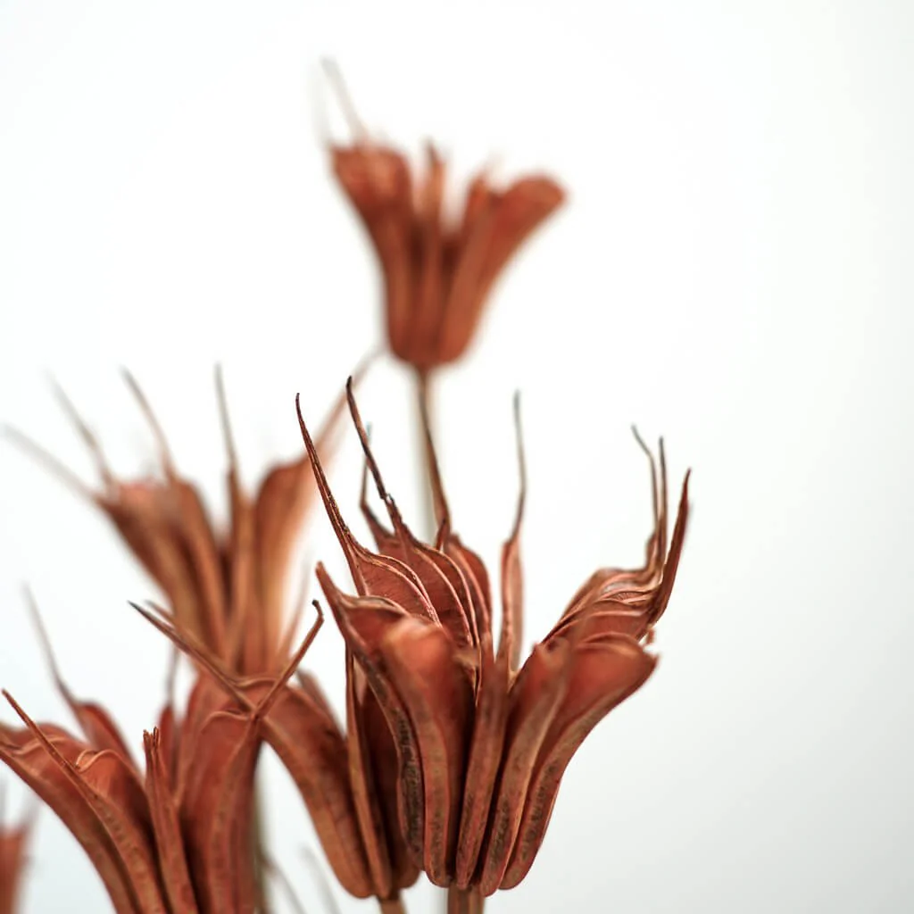 Nigella | Jungfer im Grünen | Schwarzkümmel