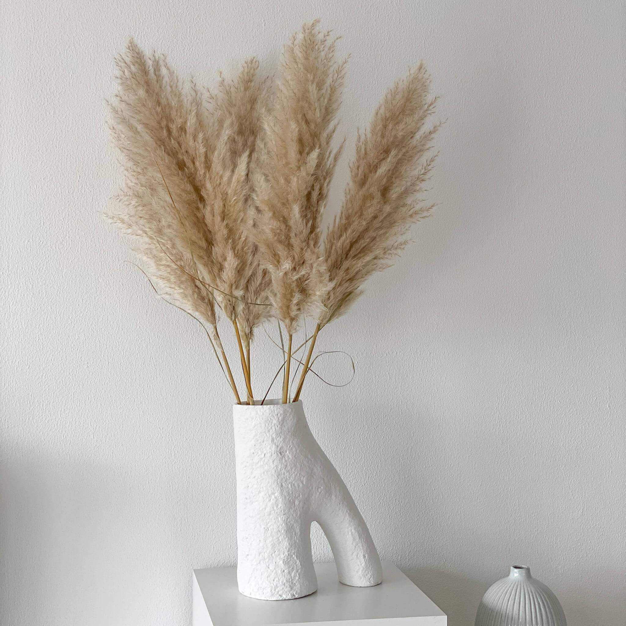 Pampasgras fluffy | natur kurz