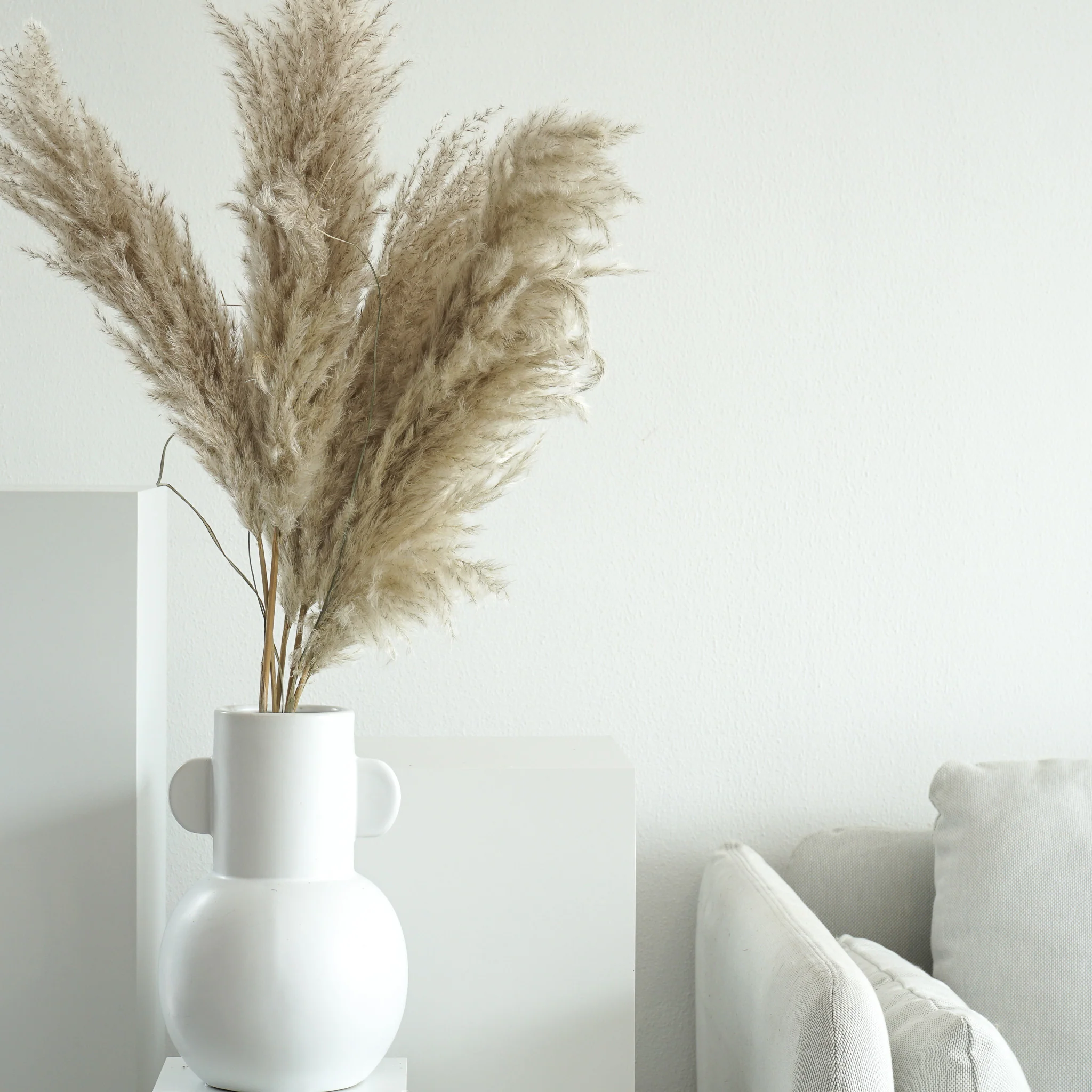 Pampasgras fluffy | natur kurz