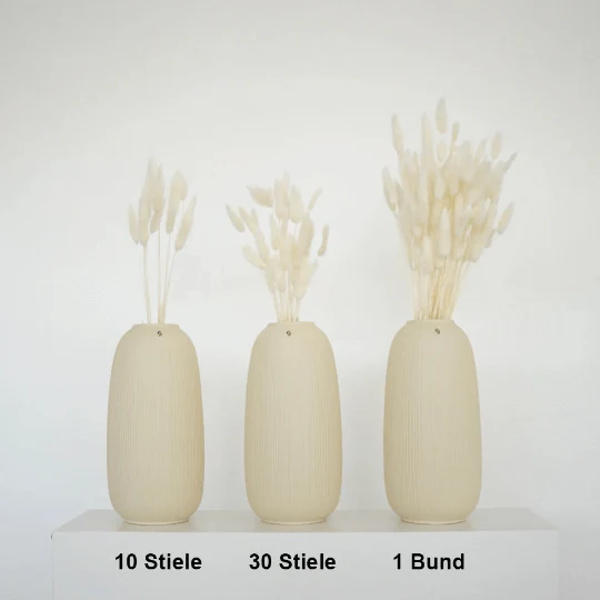 Lagurus | Samtgras | Hasenschwanz 60cm