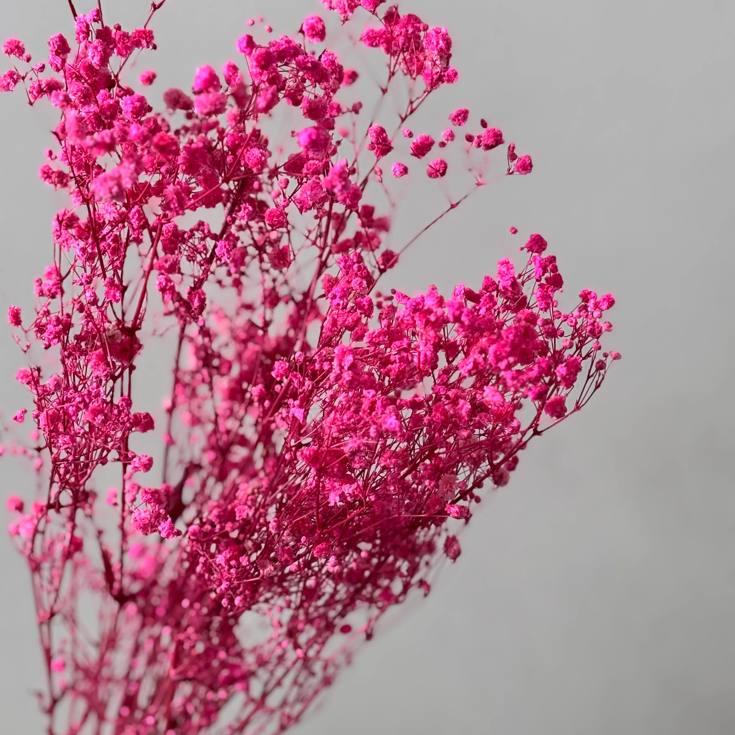 Gypsophilia | Schleierkraut: Ewige Schönheit für Deine Trockenblumensträuße und -kränze