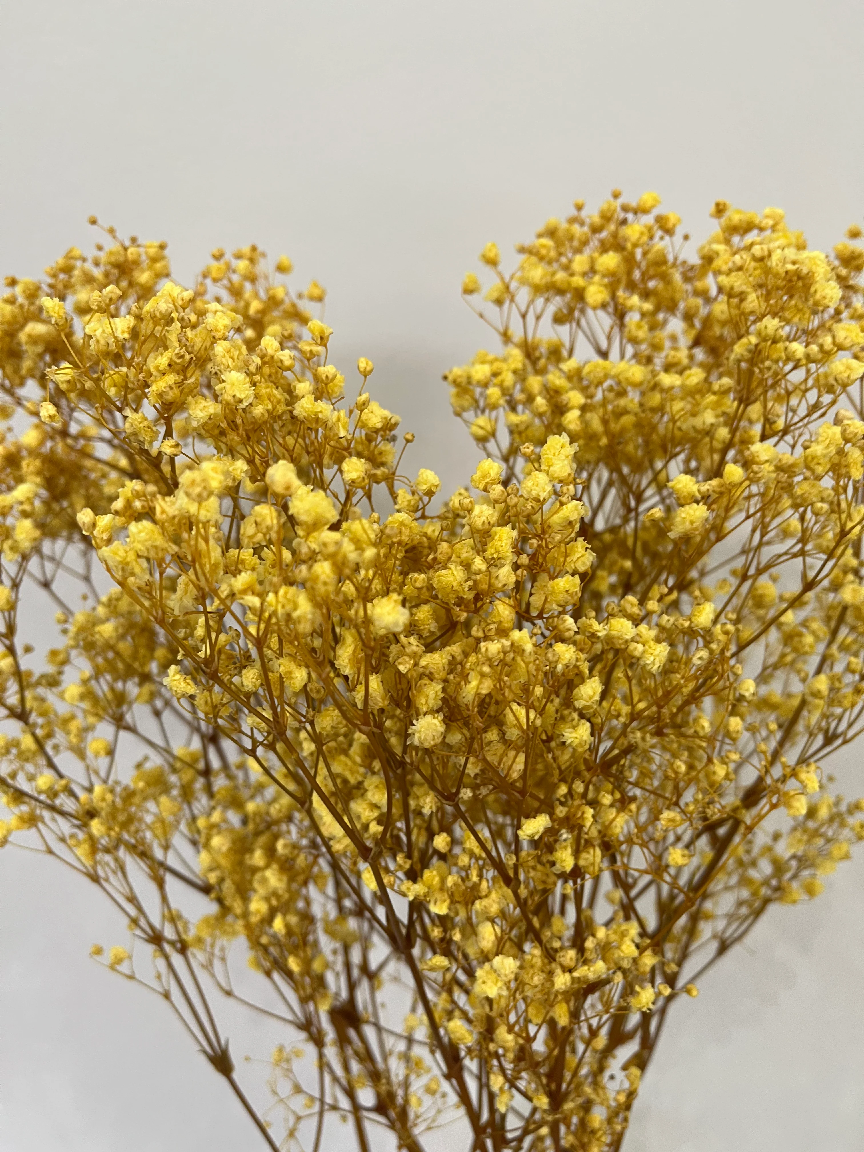 Gypsophilia | Schleierkraut: Ewige Schönheit für Deine Trockenblumensträuße und -kränze