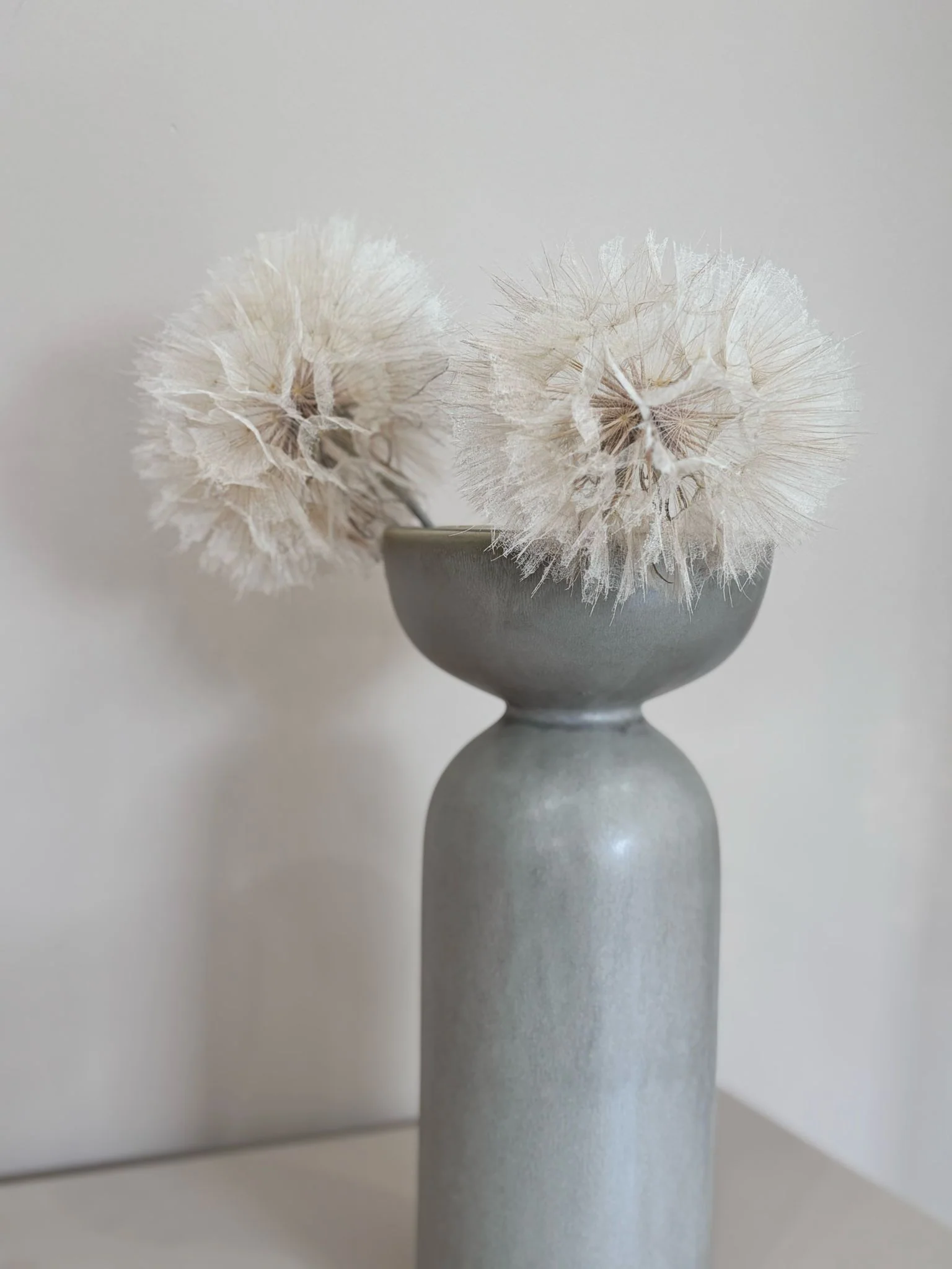 Pusteblume getrocknet einzeln