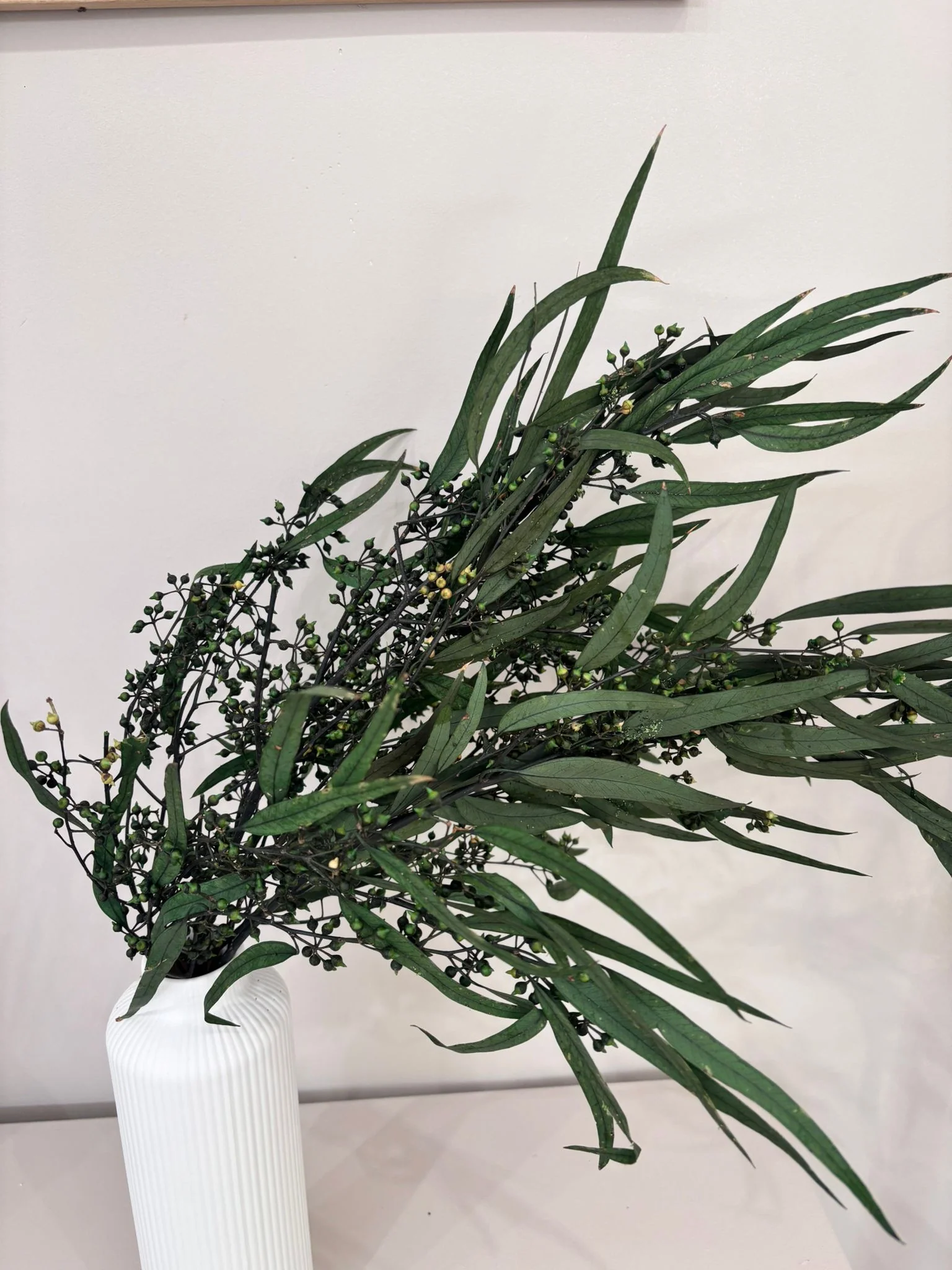 Eukalyptus Nicoly - der Kräftige -Outlet