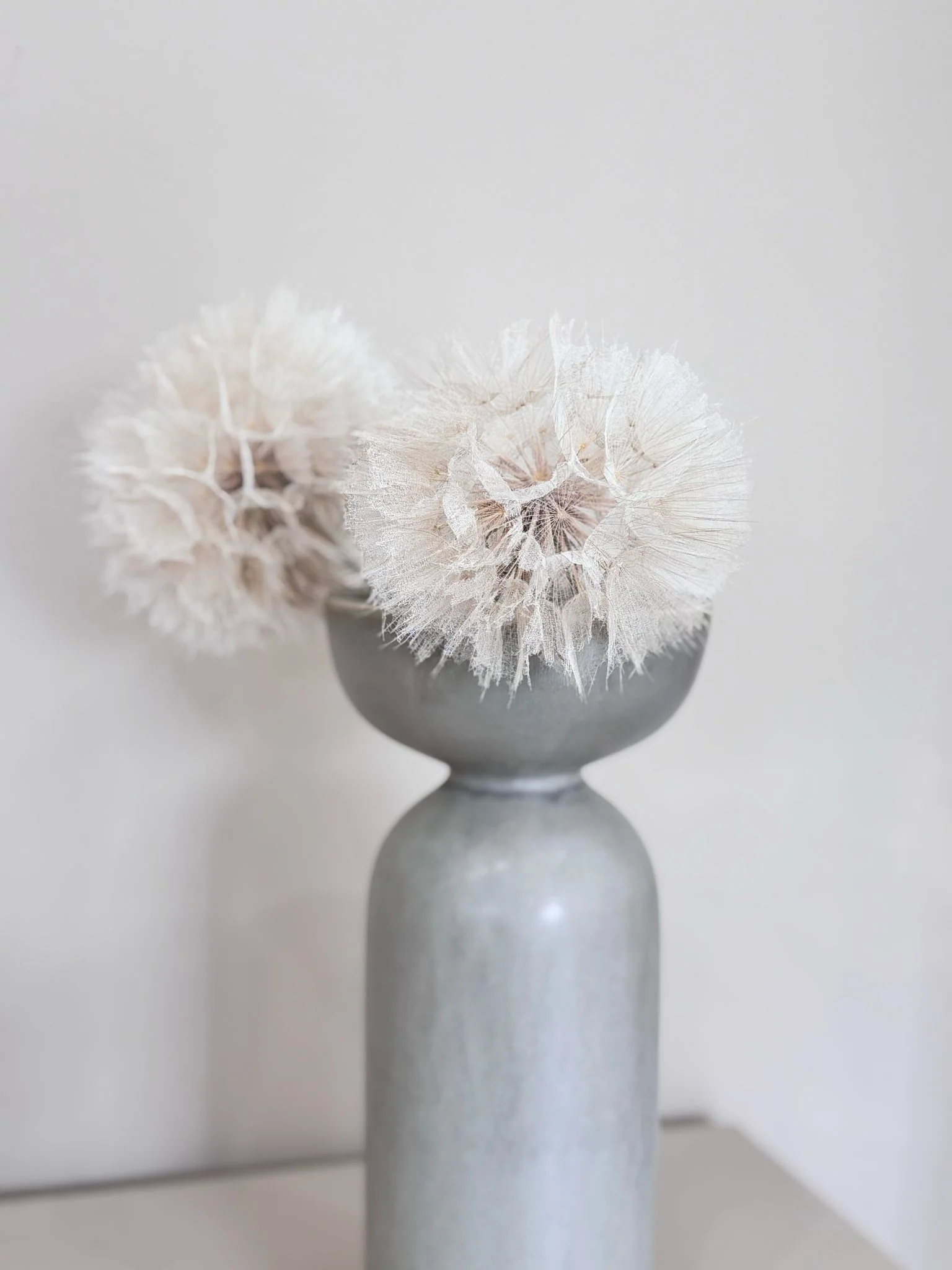 Pusteblume getrocknet einzeln