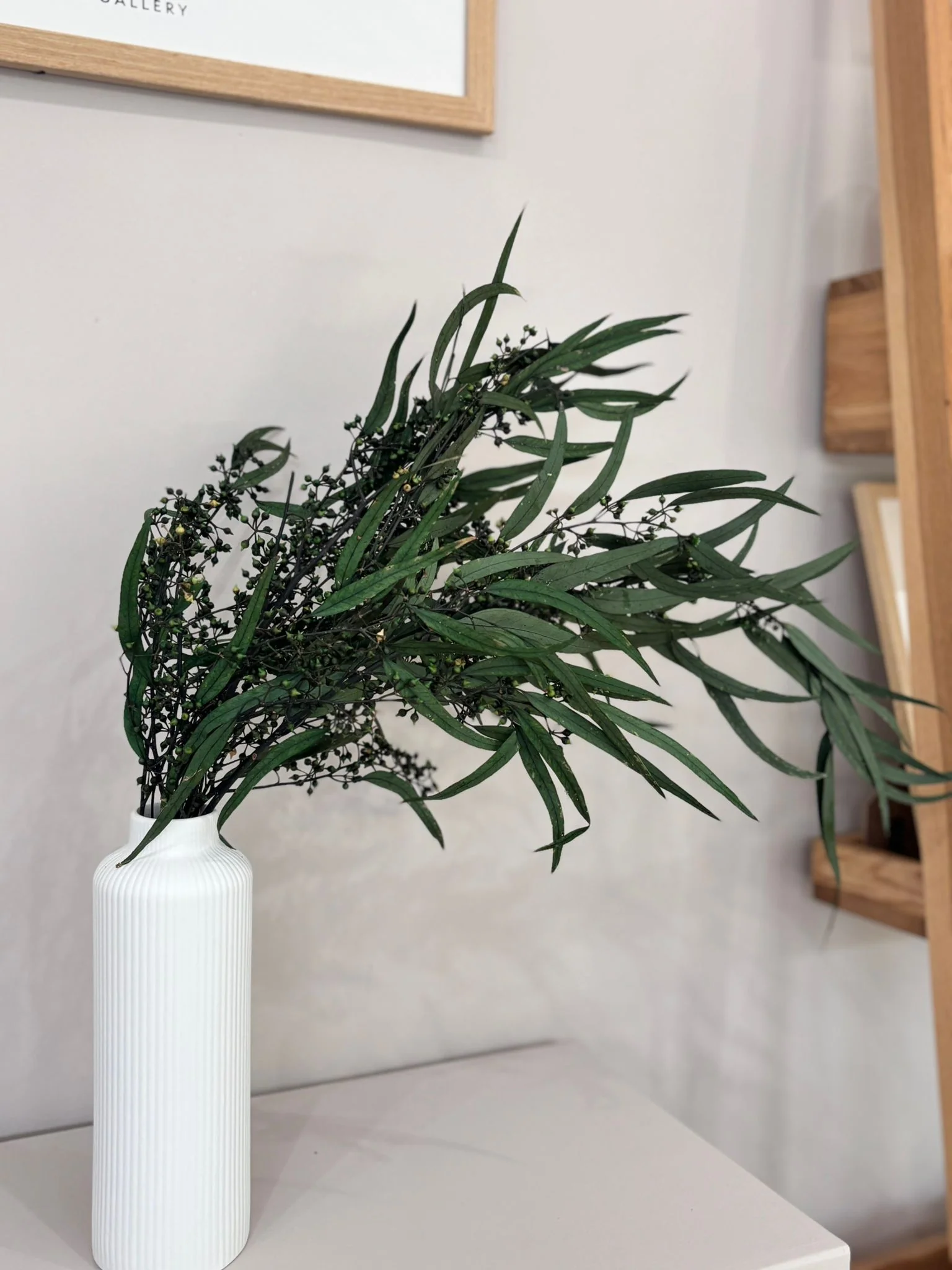 Eukalyptus Nicoly - der Kräftige -Outlet