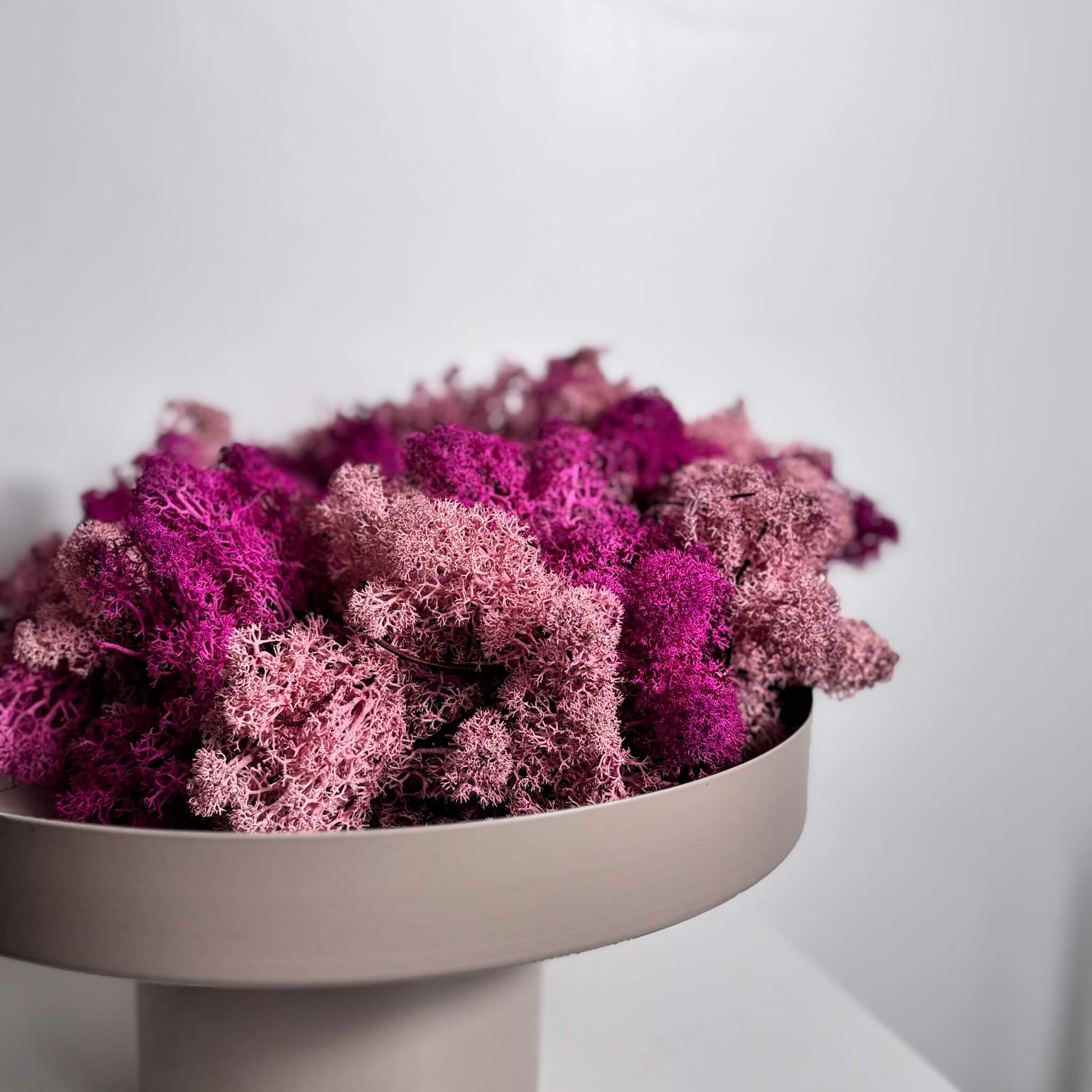 Reindeer-Moos: Isländischer Reindeermooskranz - rosa/pink